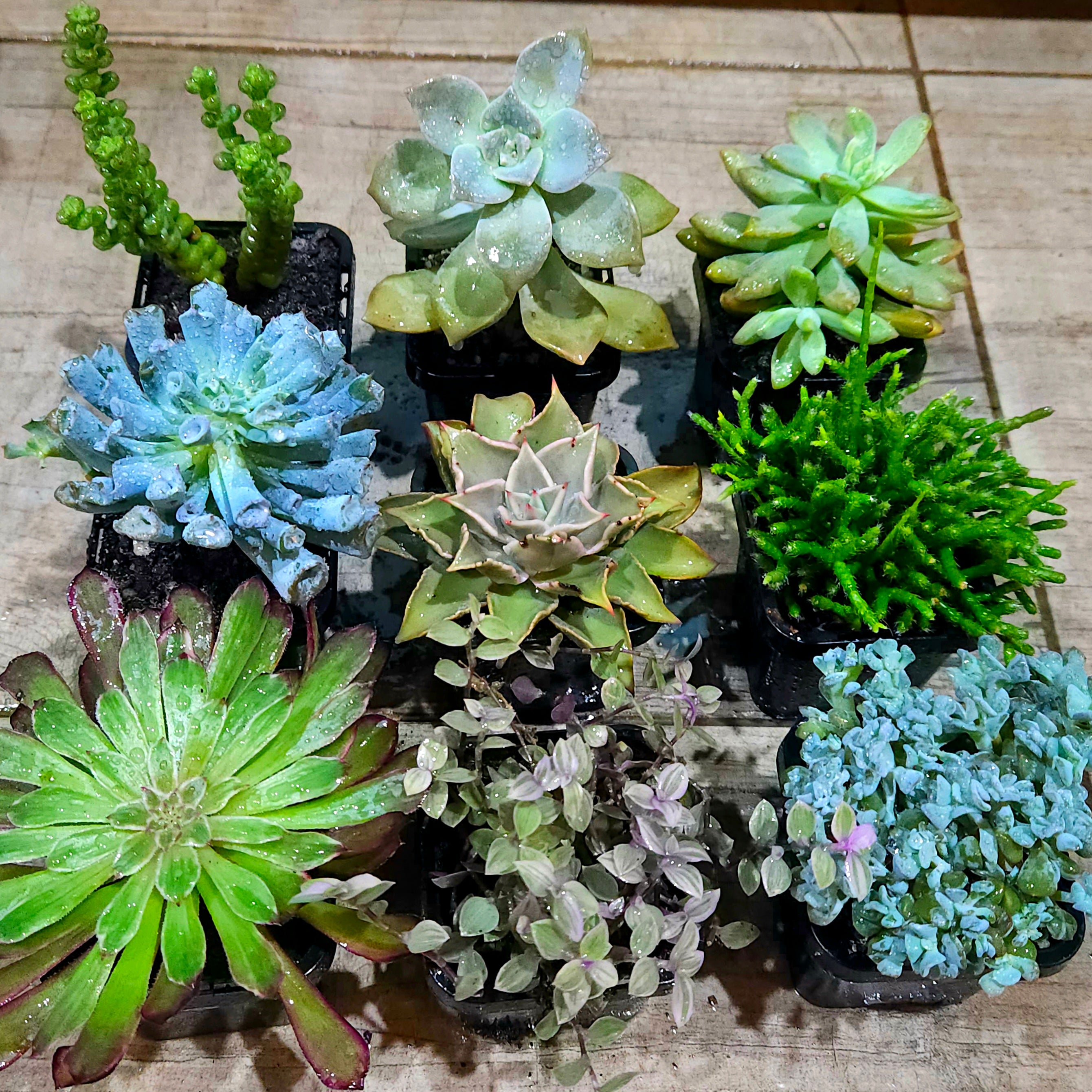 Succulent Mixed 9 for $69 (10th Premium FREE and a few other goodies!)