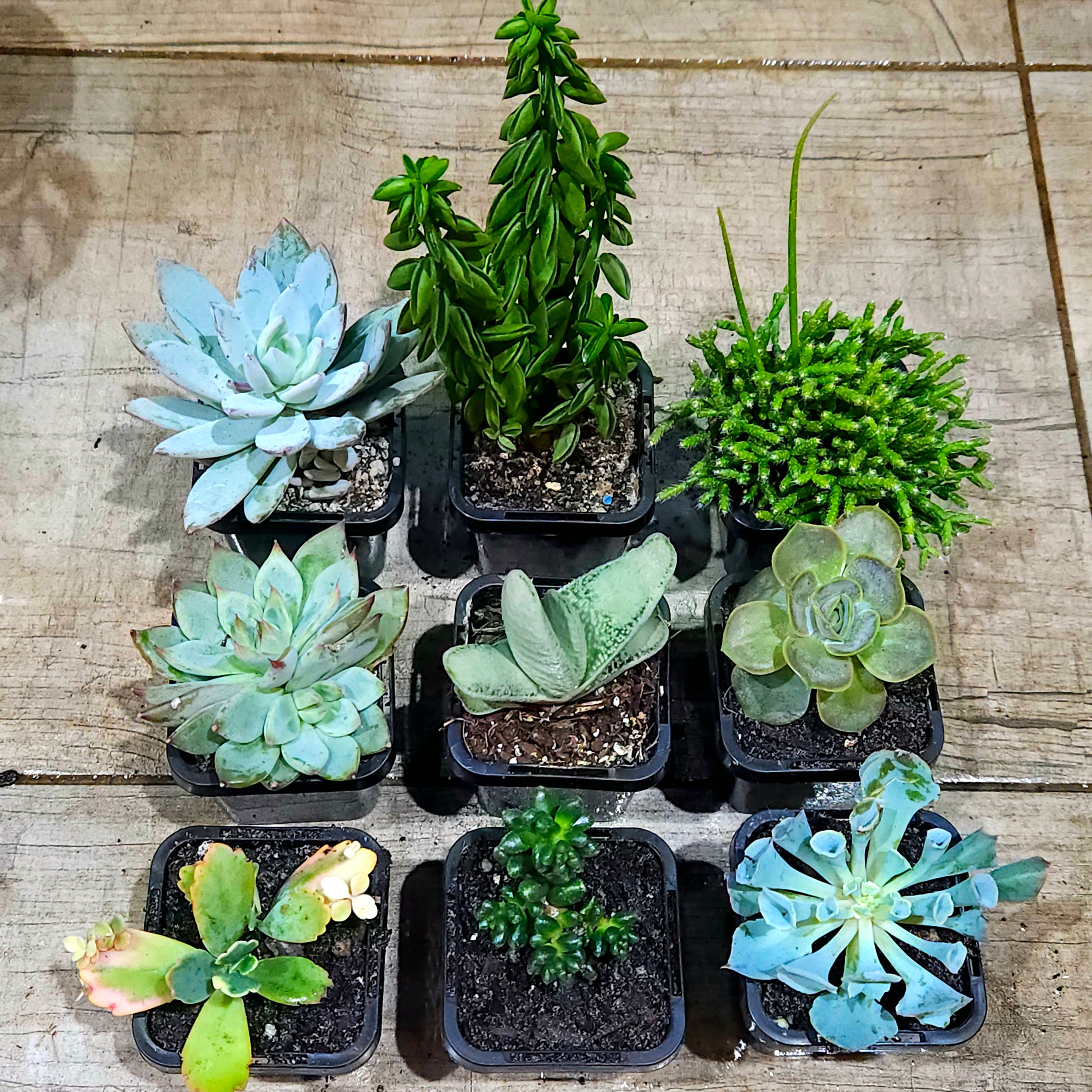 Succulent Mixed 9 for $69 (10th Premium FREE and a few other goodies!)