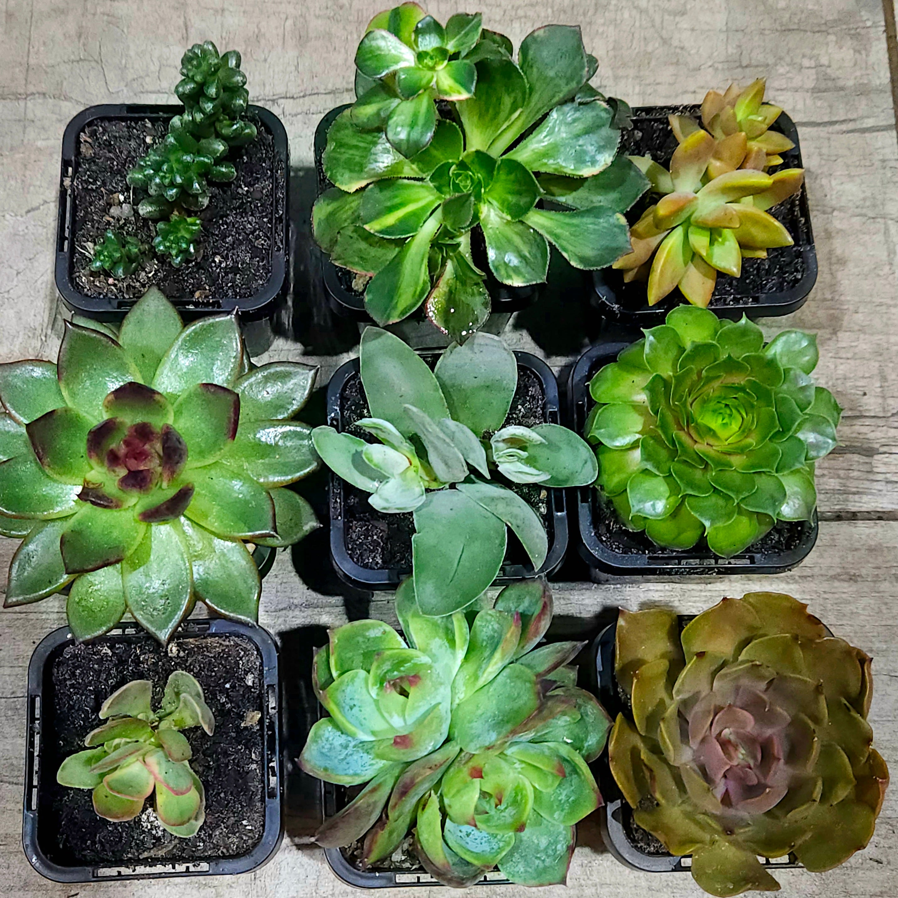 Succulent Mixed 9 for $69 (10th Premium FREE and a few other goodies!)