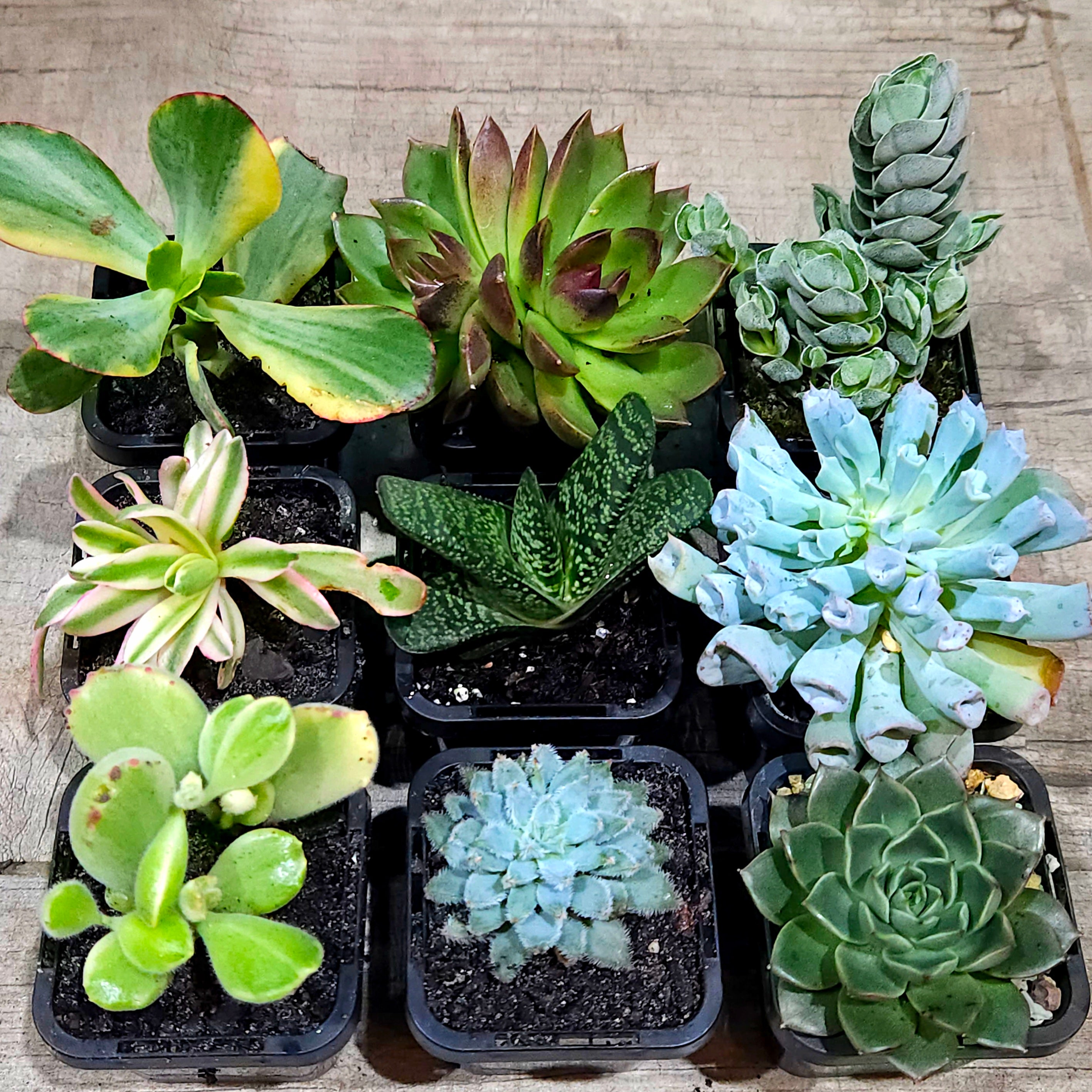 Succulent Mixed 9 for $69 (10th Premium FREE and a few other goodies!)