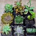 Succulent Mixed 9 for $69 (10th Premium FREE and a few other goodies!)