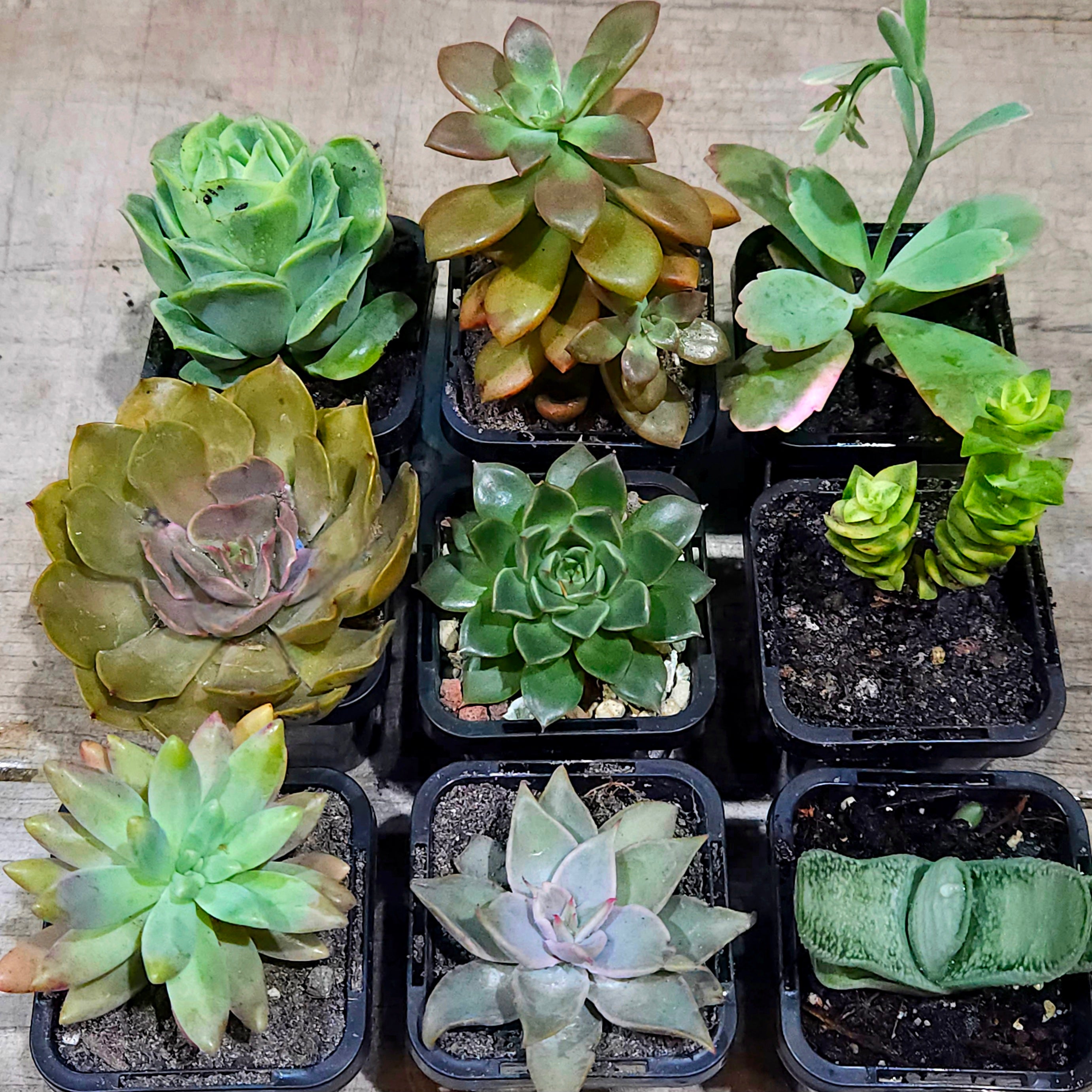 Succulent Mixed 9 for $69 (10th Premium FREE and a few other goodies!)