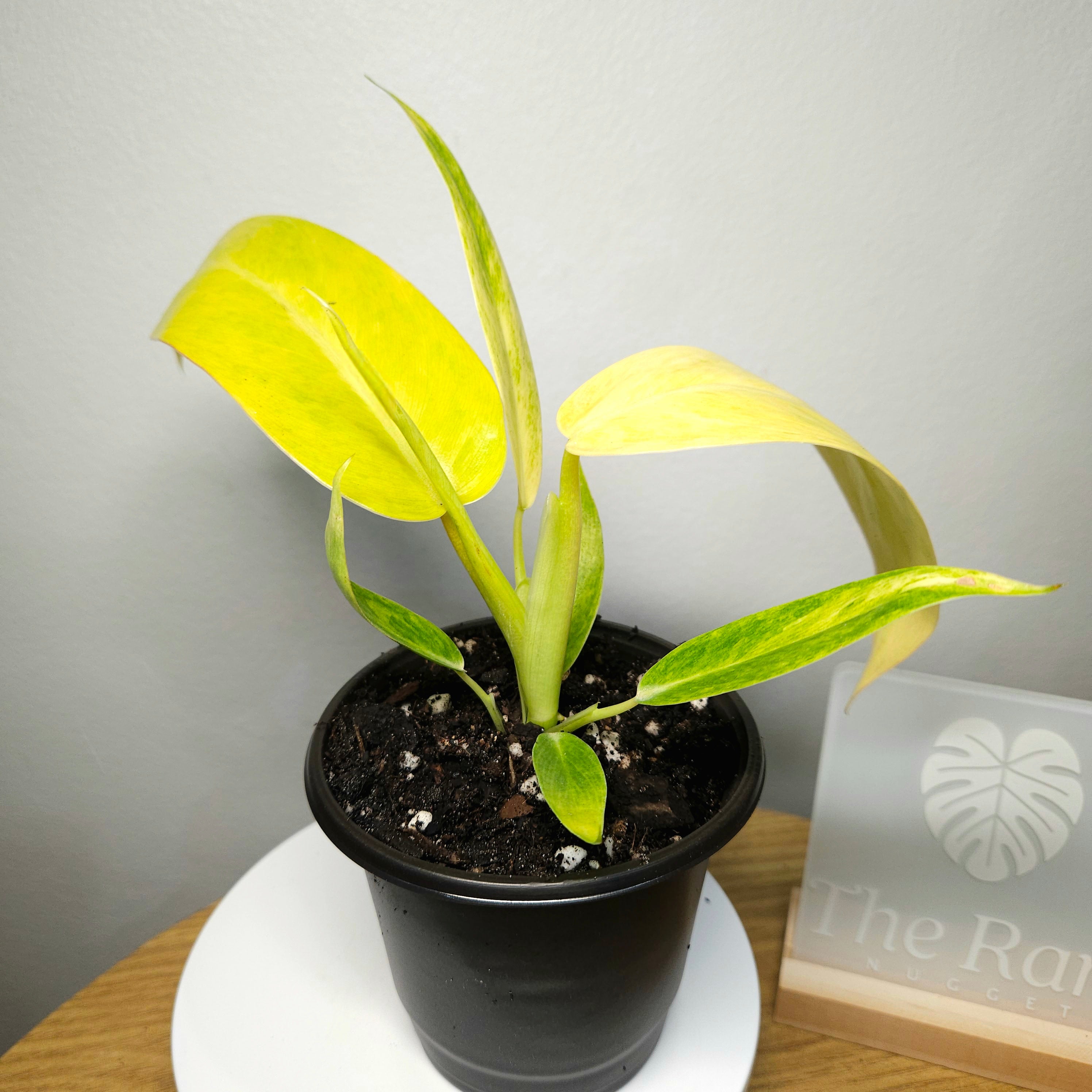 Philodendron Lemon Twist