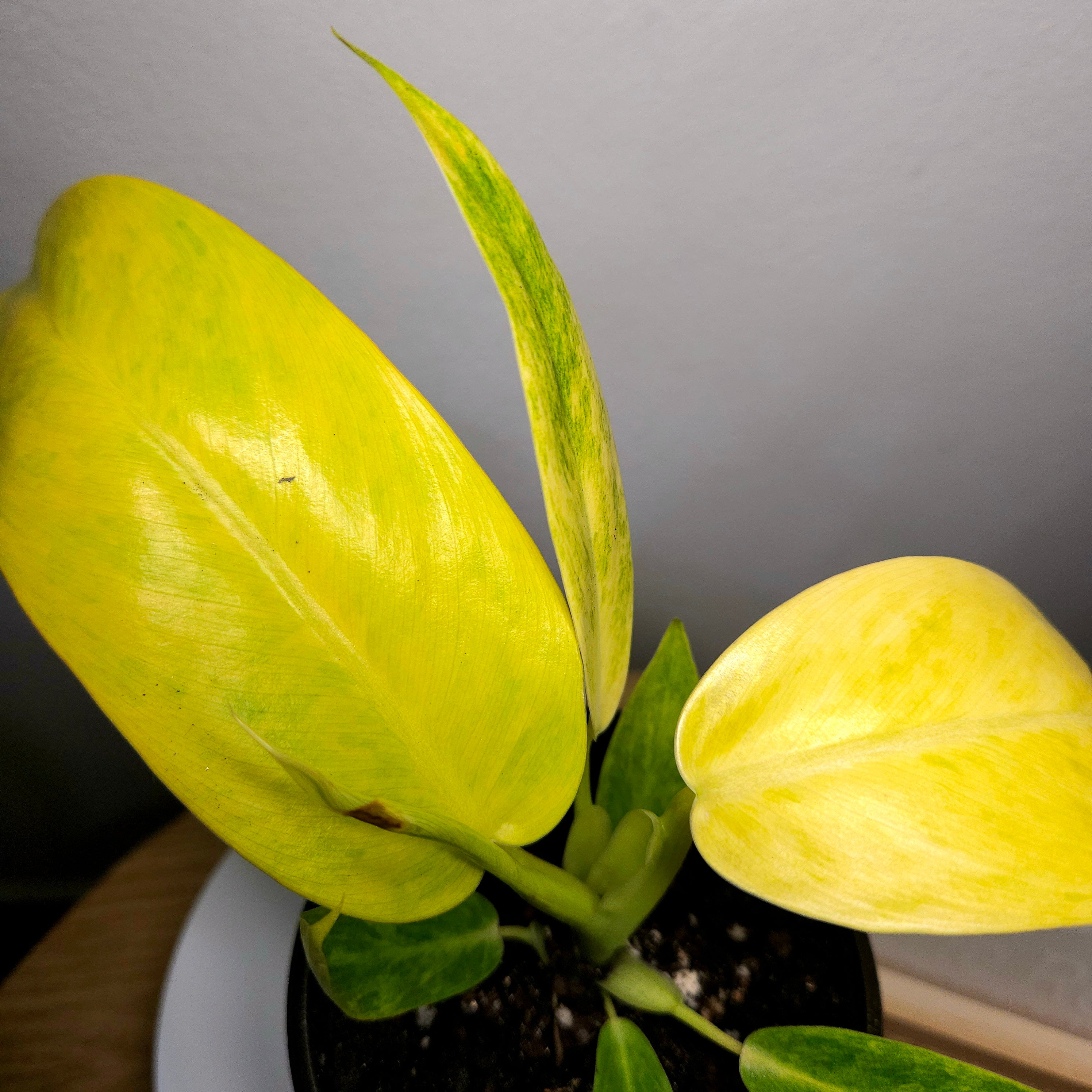 Philodendron Lemon Twist
