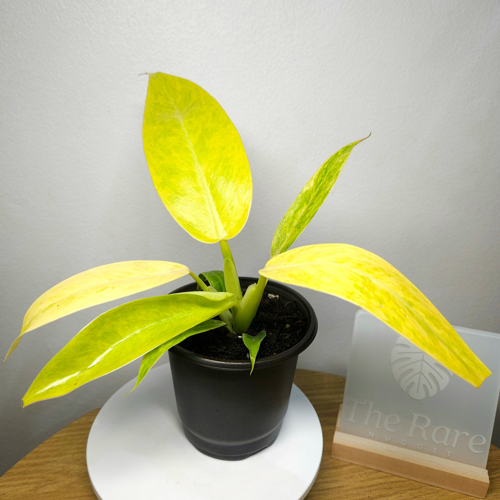 Philodendron Lemon Twist