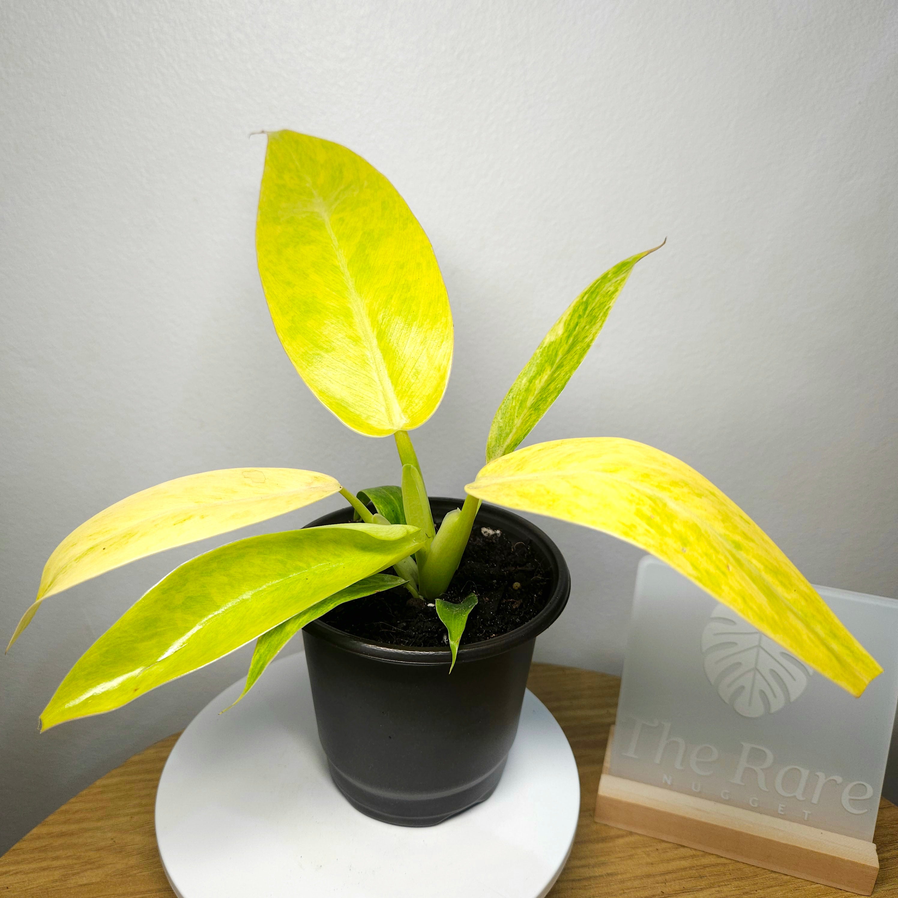Philodendron Lemon Twist