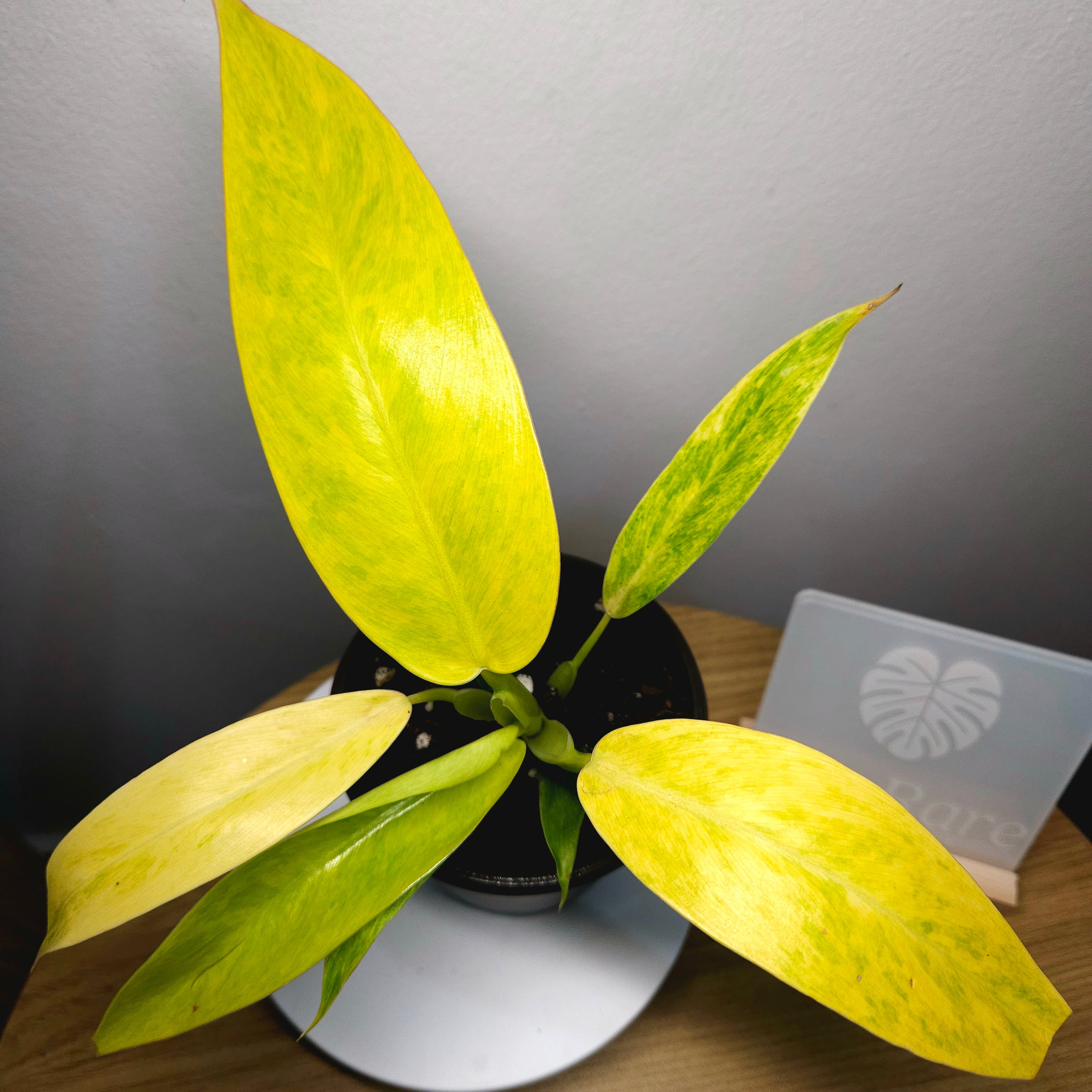 Philodendron Lemon Twist
