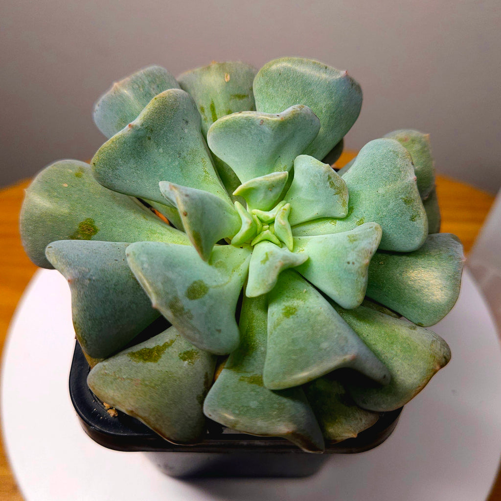 Echeveria 'Cubic Frost' forma cristata – Crested Succulent