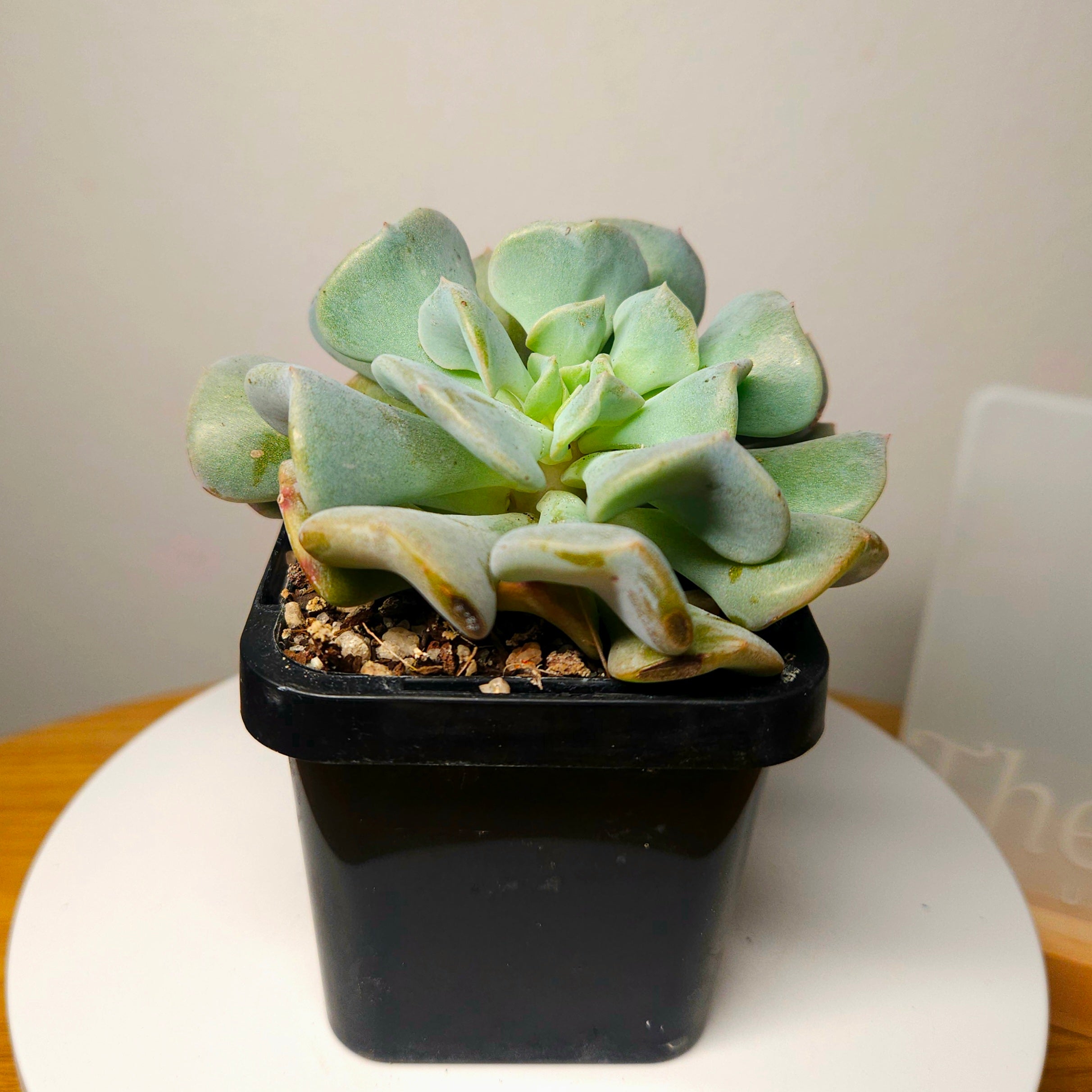 Echeveria 'Cubic Frost' forma cristata – Crested Succulent