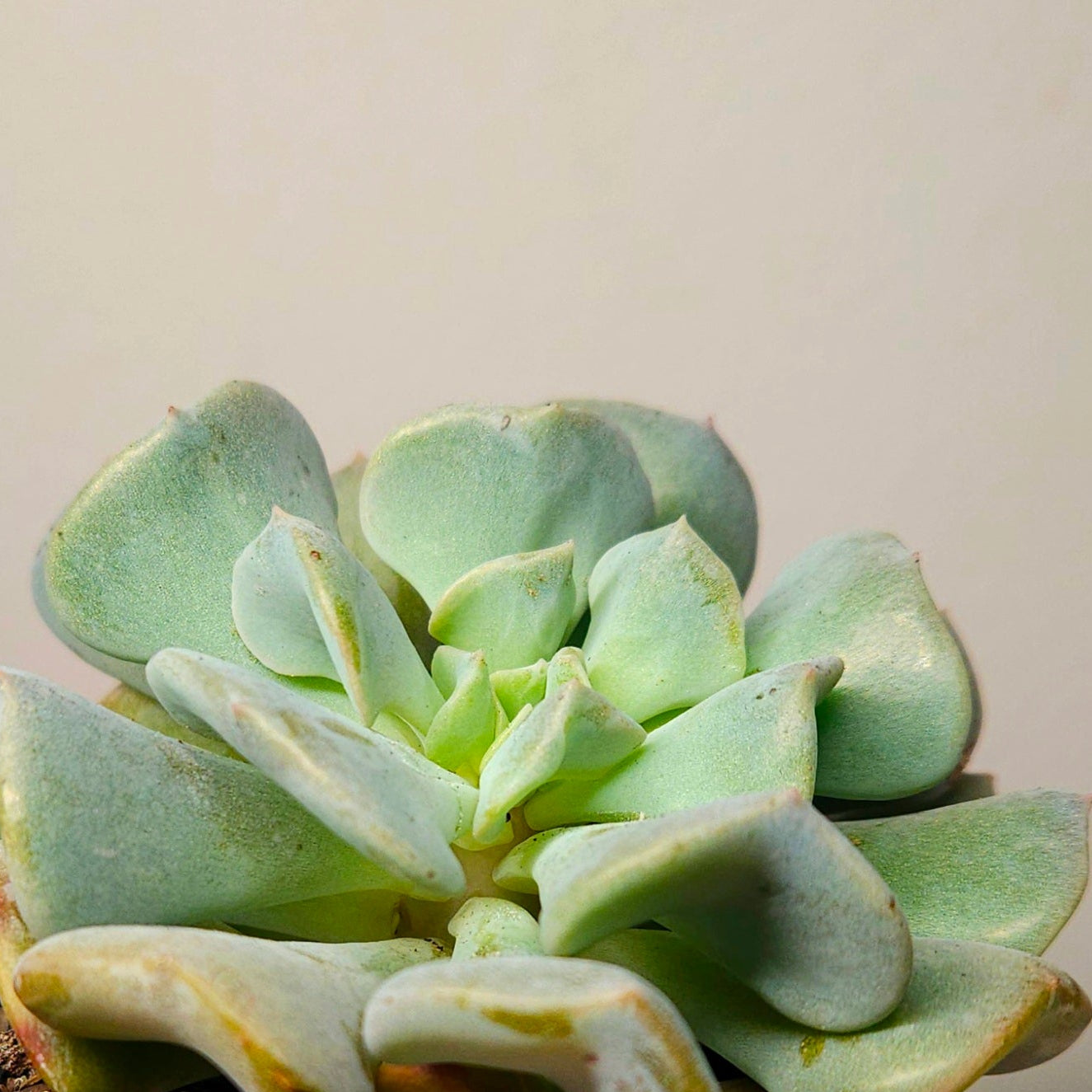 Succulent Nugget Box