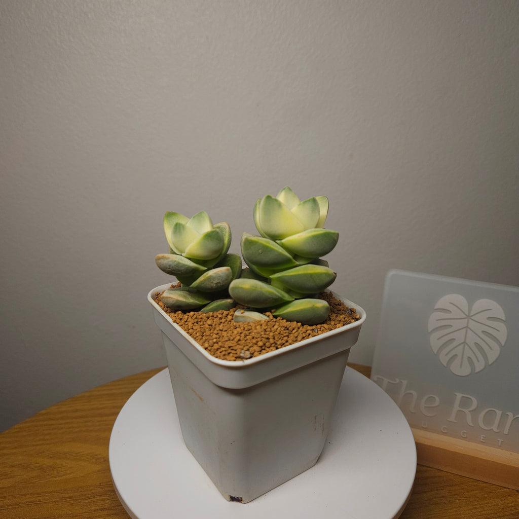 Crassula Moonglow Variegated DOUBLE