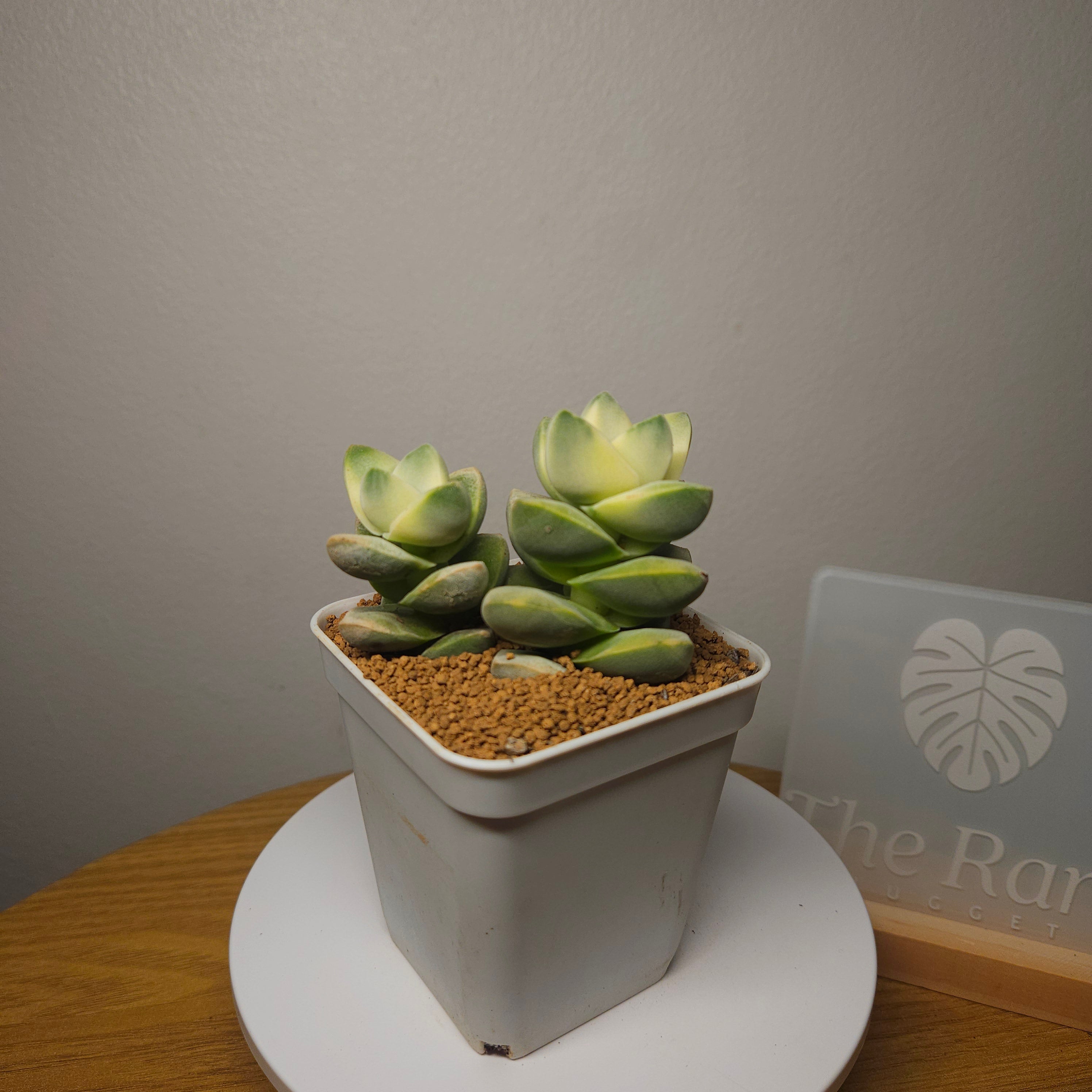 Crassula Moonglow Variegated DOUBLE