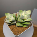 Crassula Moonglow Variegated DOUBLE