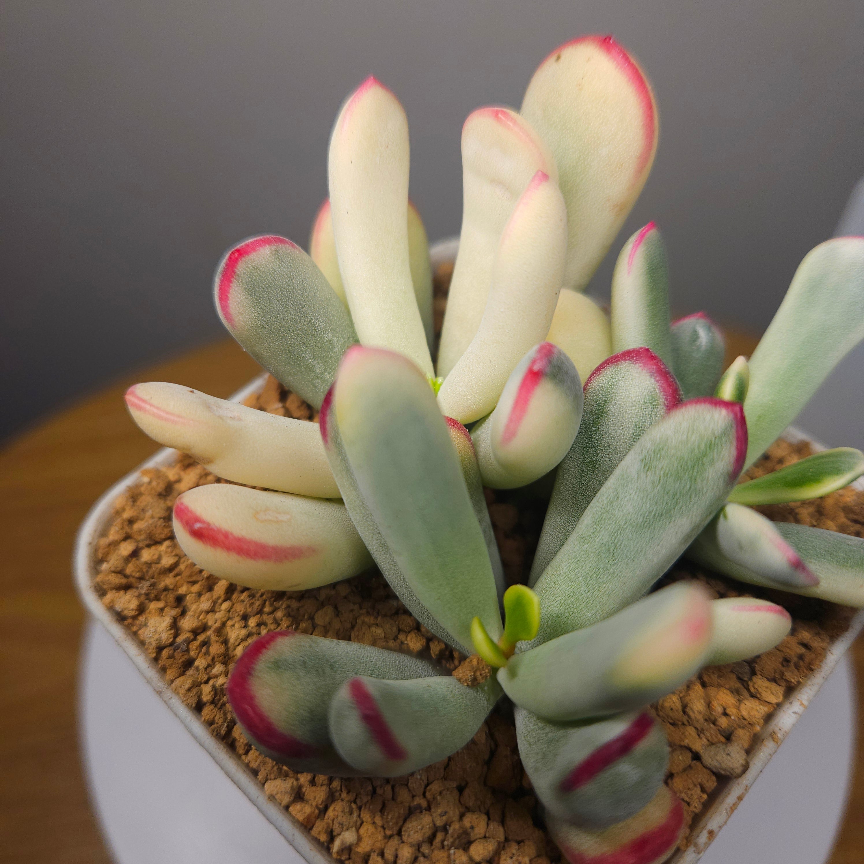 Succulent Nugget Box