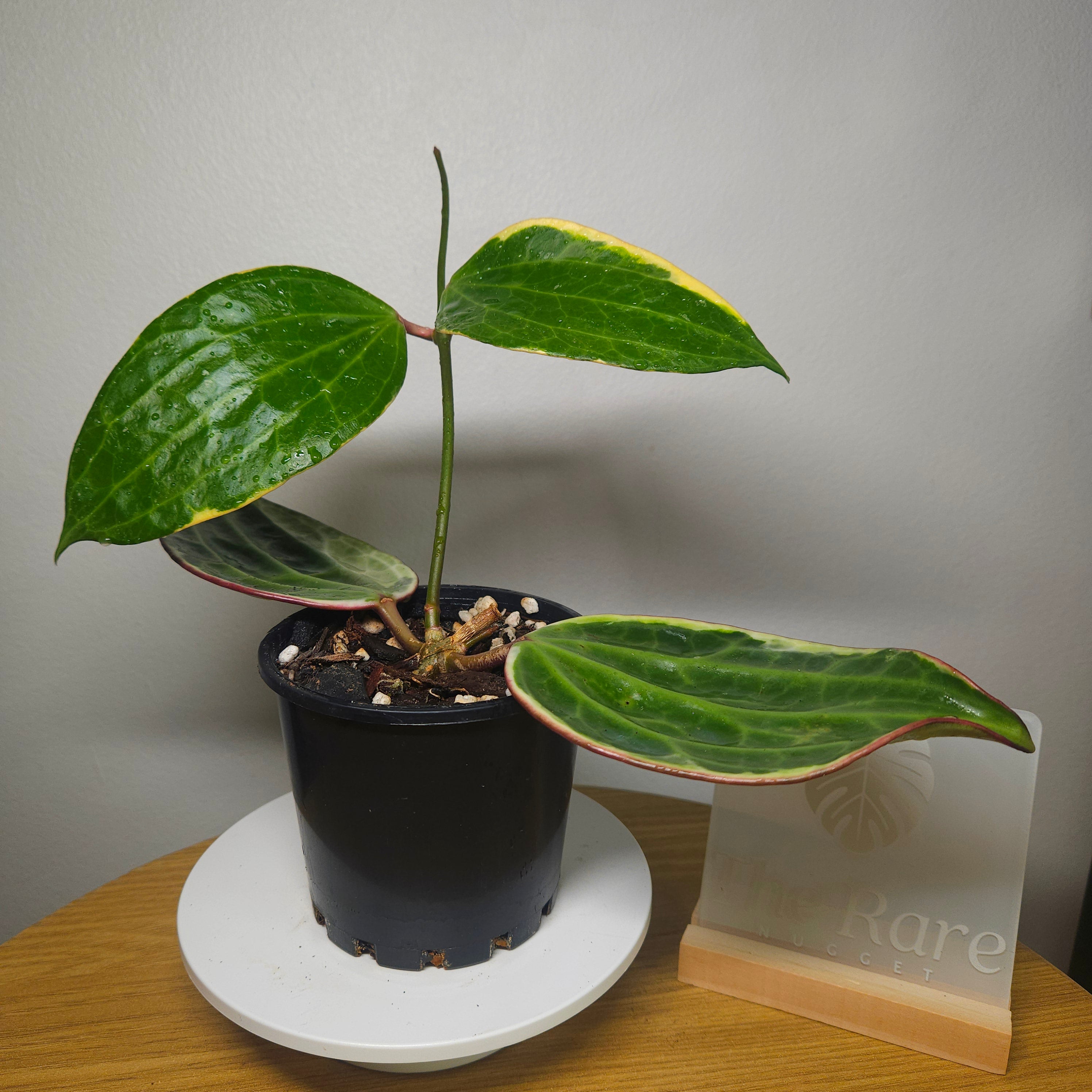RARE Highly Variegated Hoya Macrophylla/ Latifolia Variegata