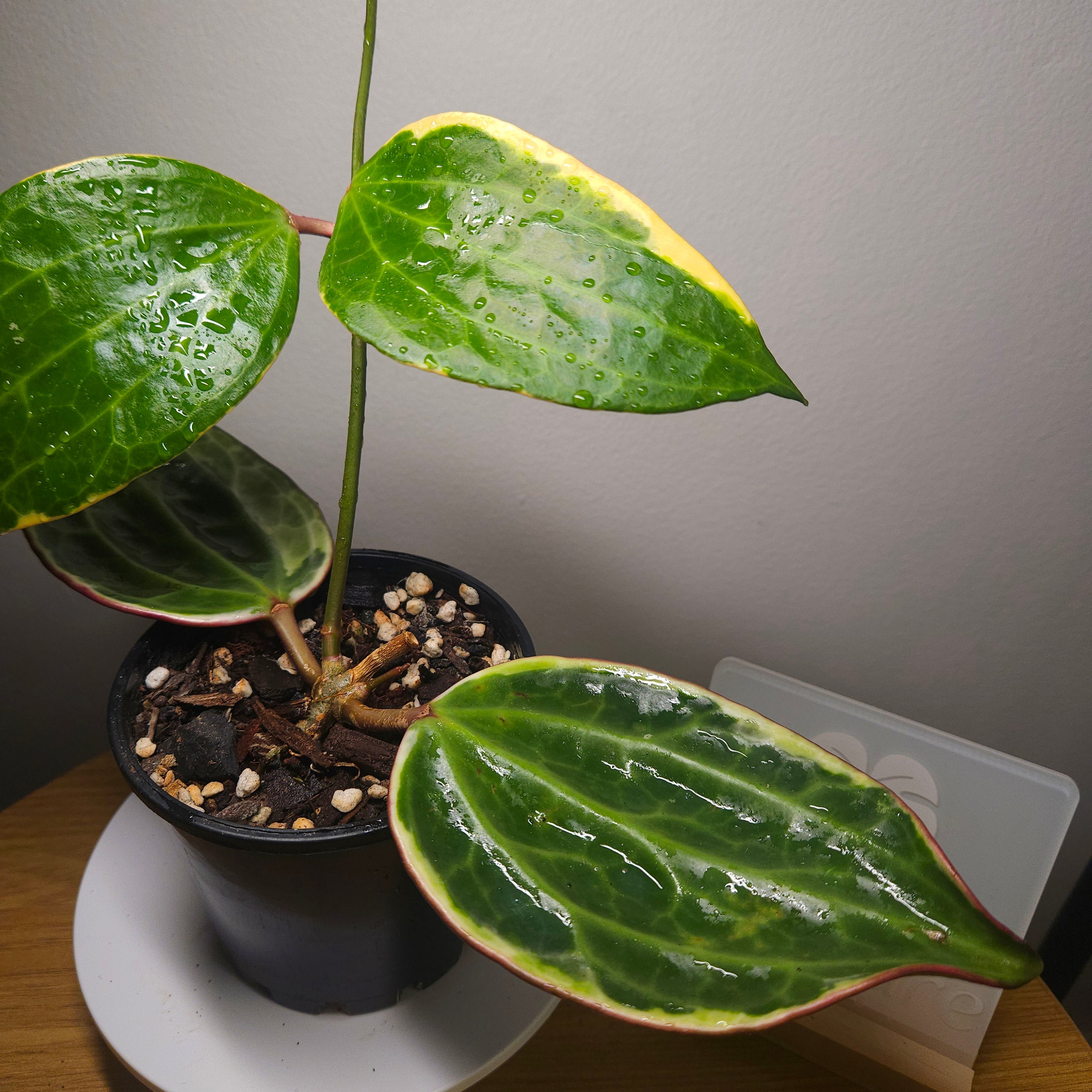 RARE Highly Variegated Hoya Macrophylla/ Latifolia Variegata