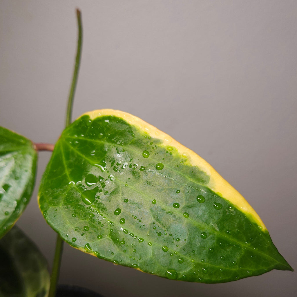 RARE Highly Variegated Hoya Macrophylla/ Latifolia Variegata