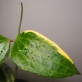 RARE Highly Variegated Hoya Macrophylla/ Latifolia Variegata