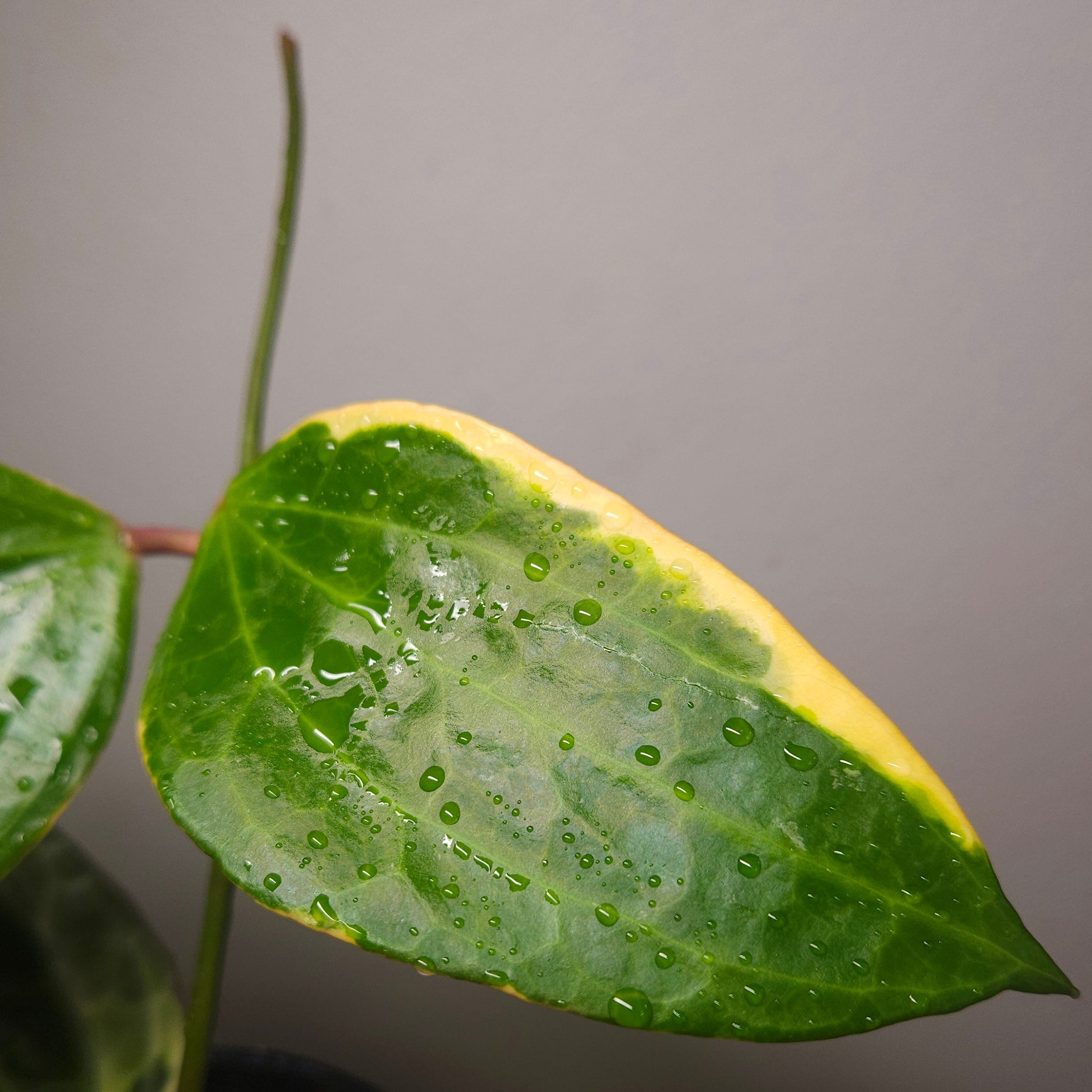 RARE Highly Variegated Hoya Macrophylla/ Latifolia Variegata