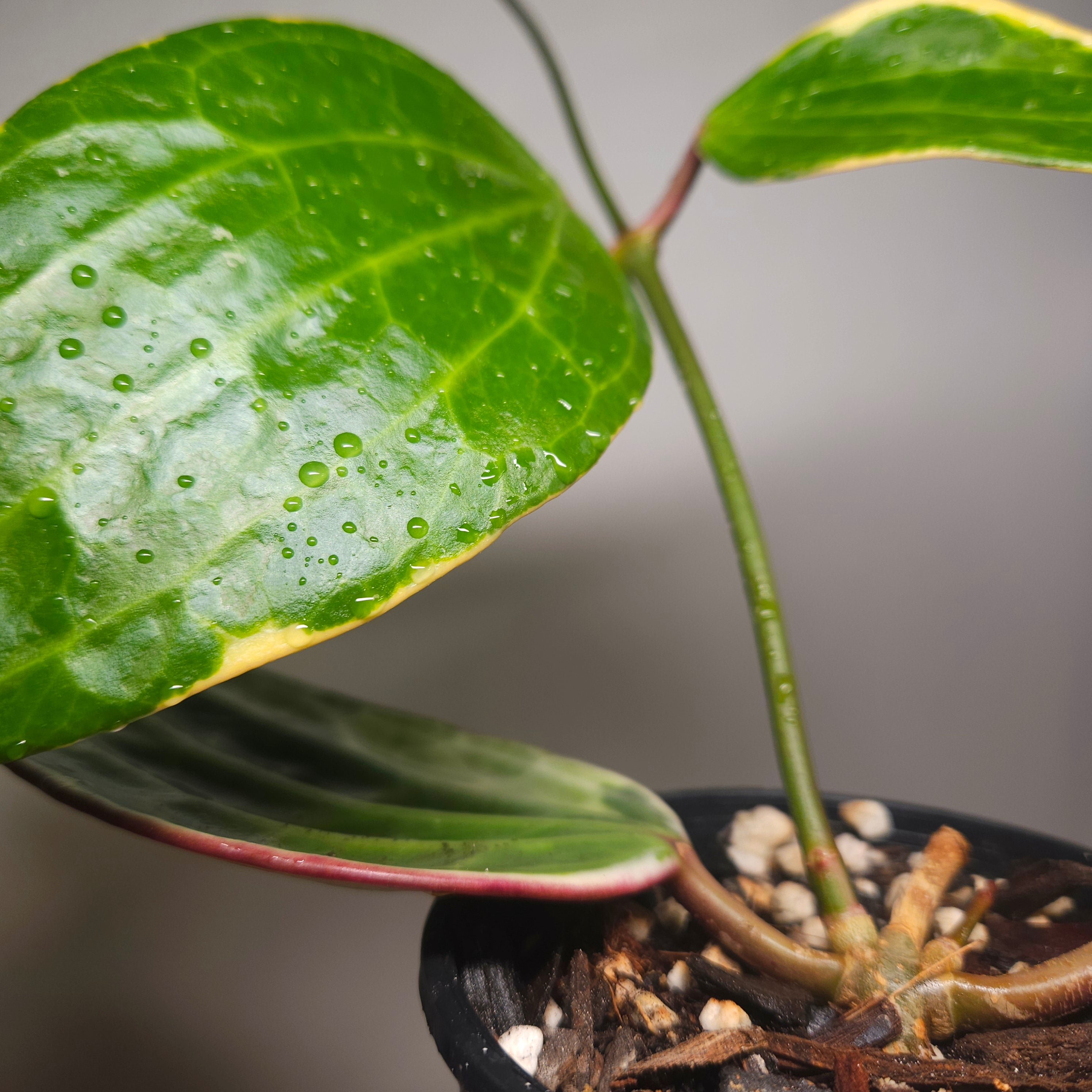 RARE Highly Variegated Hoya Macrophylla/ Latifolia Variegata