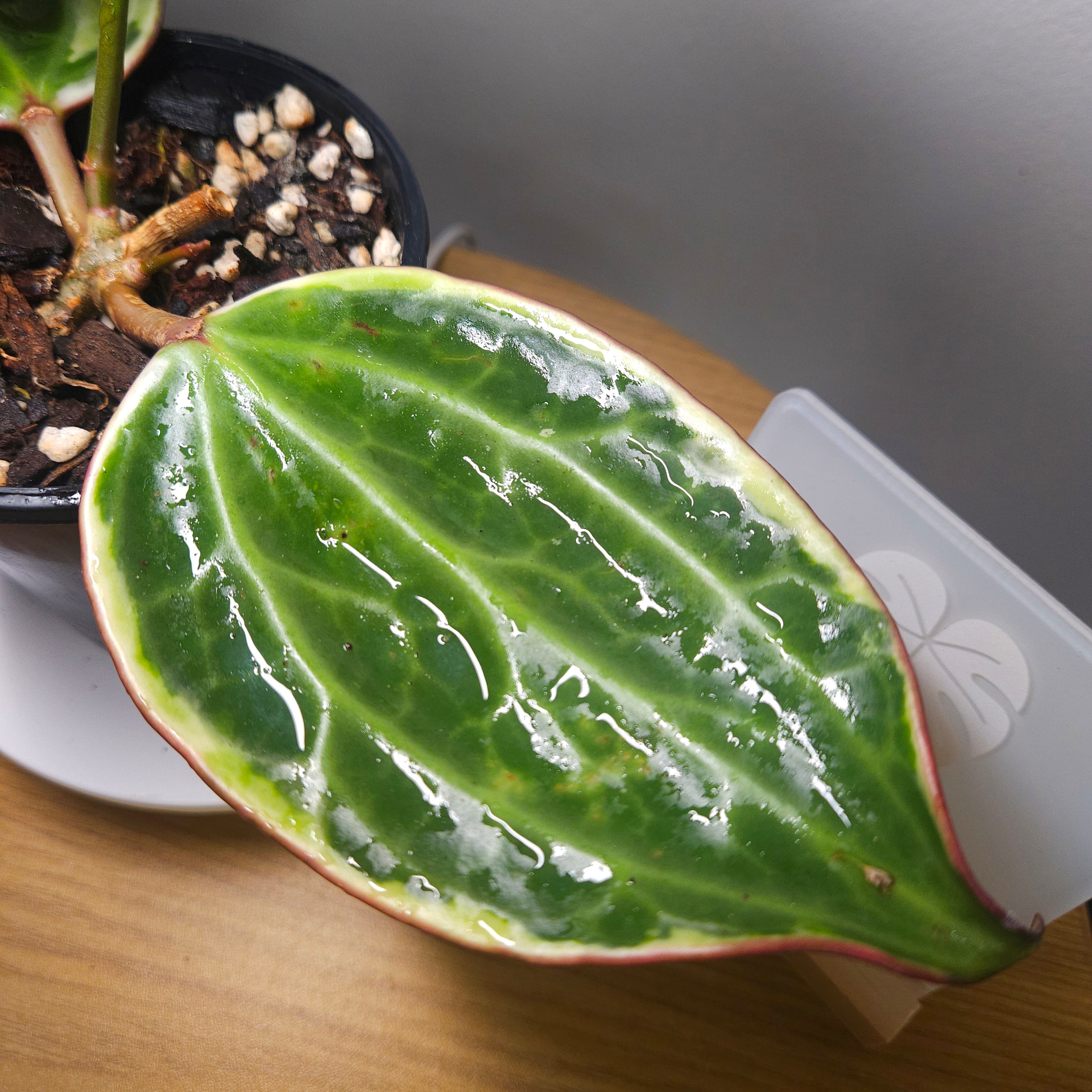 RARE Highly Variegated Hoya Macrophylla/ Latifolia Variegata