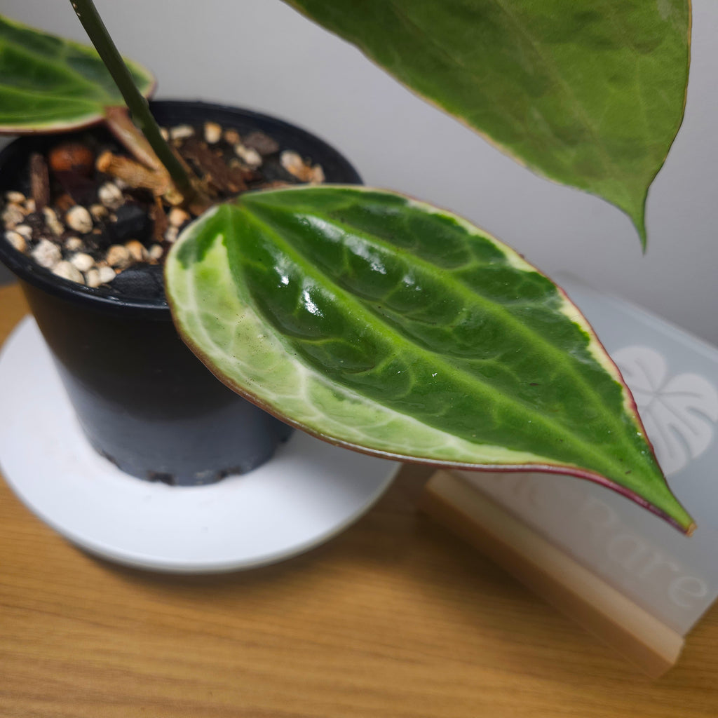RARE Highly Variegated Hoya Macrophylla/ Latifolia Variegata