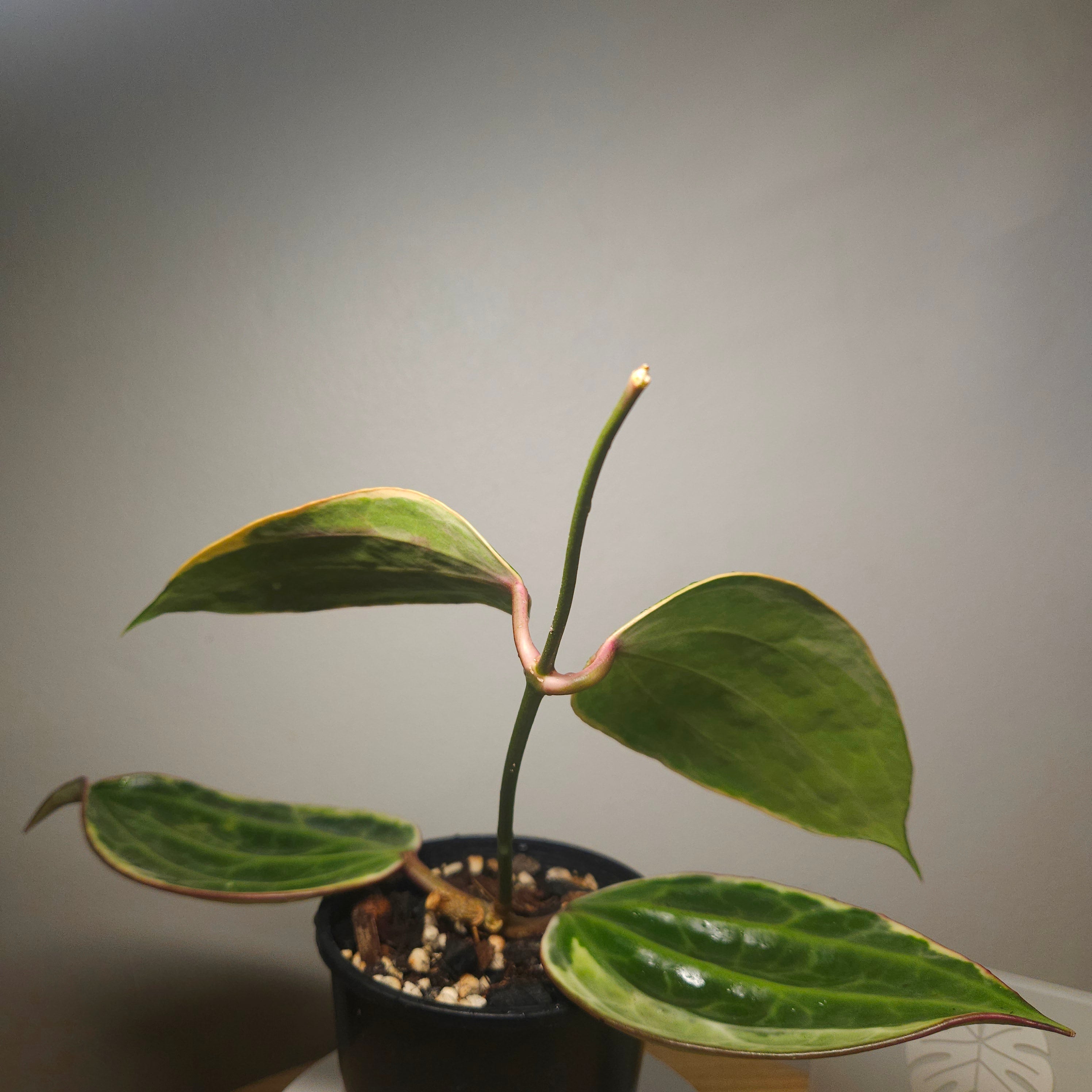 RARE Highly Variegated Hoya Macrophylla/ Latifolia Variegata