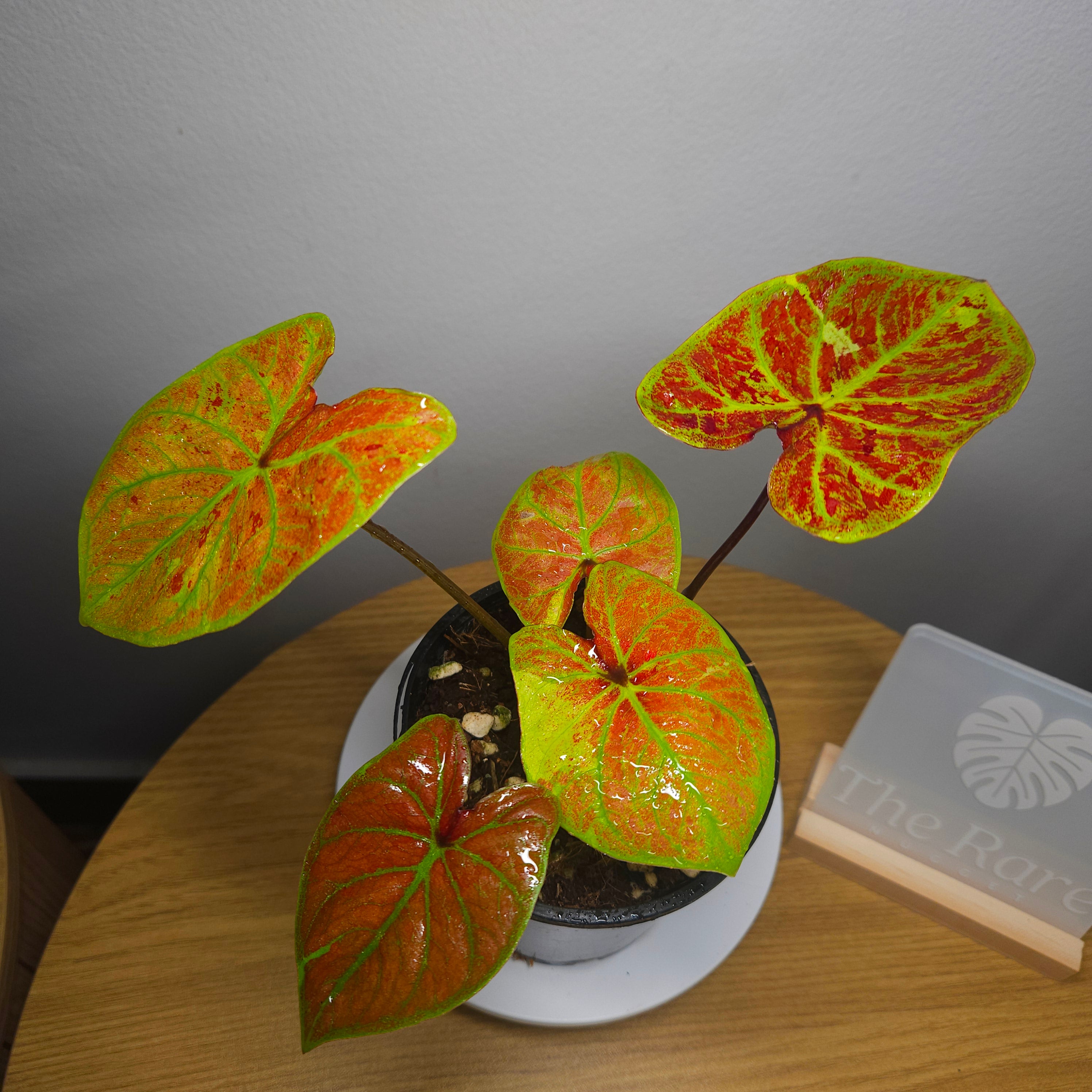 Caladium Bicolor – Red Fancy-Leaf Cultivar