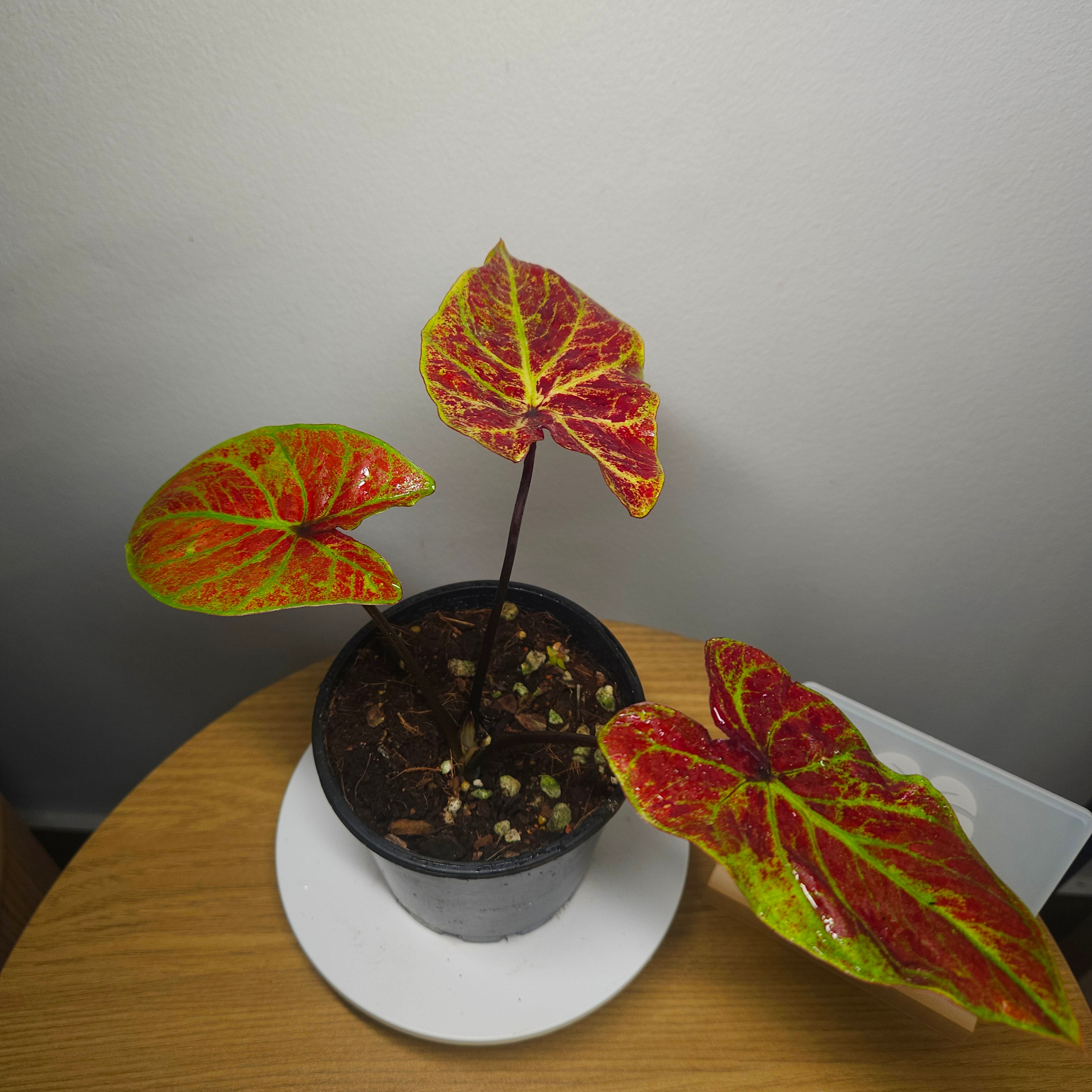 Caladium Bicolor – Red Fancy-Leaf Cultivar