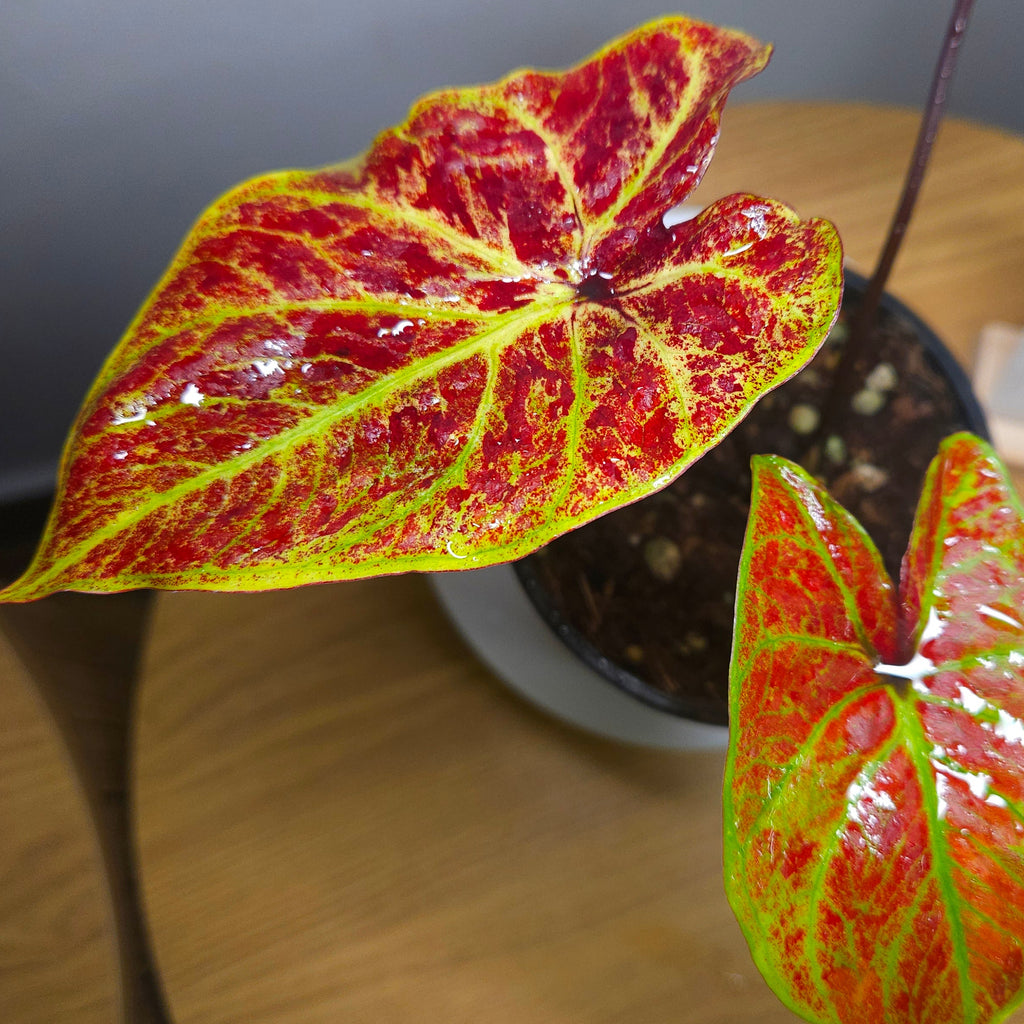 Caladium Bicolor – Red Fancy-Leaf Cultivar