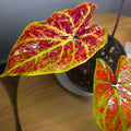 Caladium Bicolor | Amber Flame