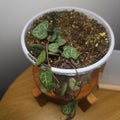 String of Hearts – Ceropegia woodii