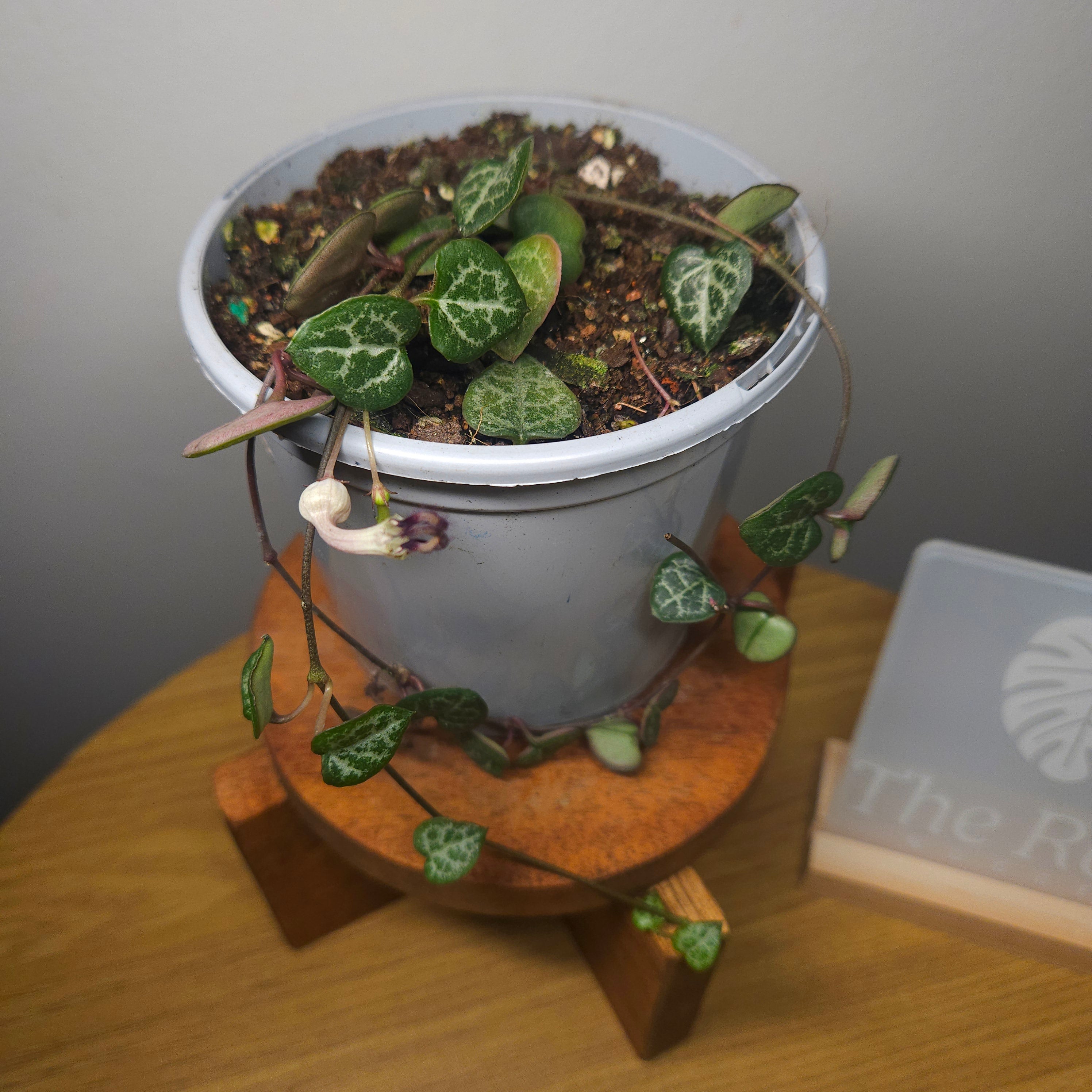 String of Hearts – Ceropegia woodii