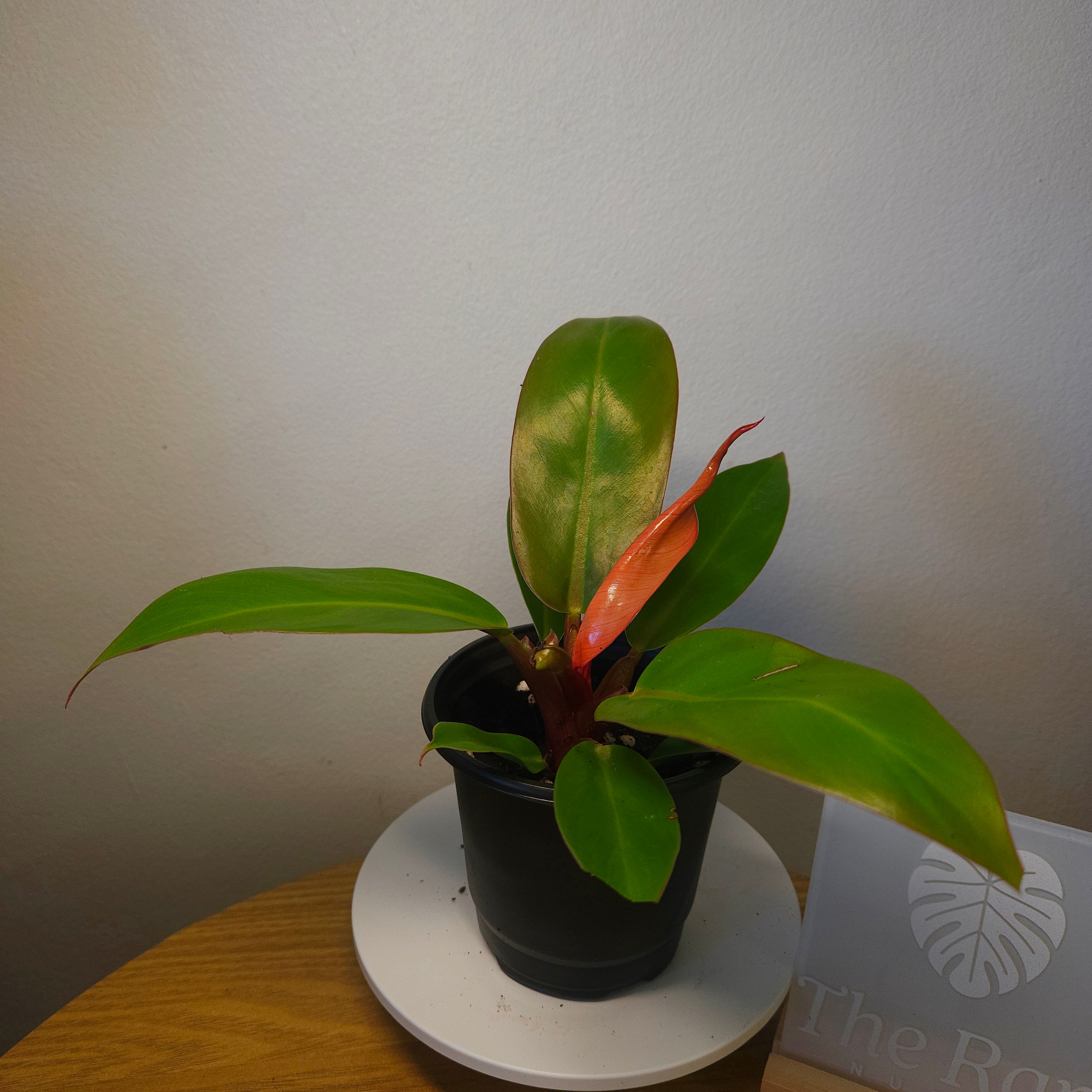 Prince of Orange Erubescens Philodendron