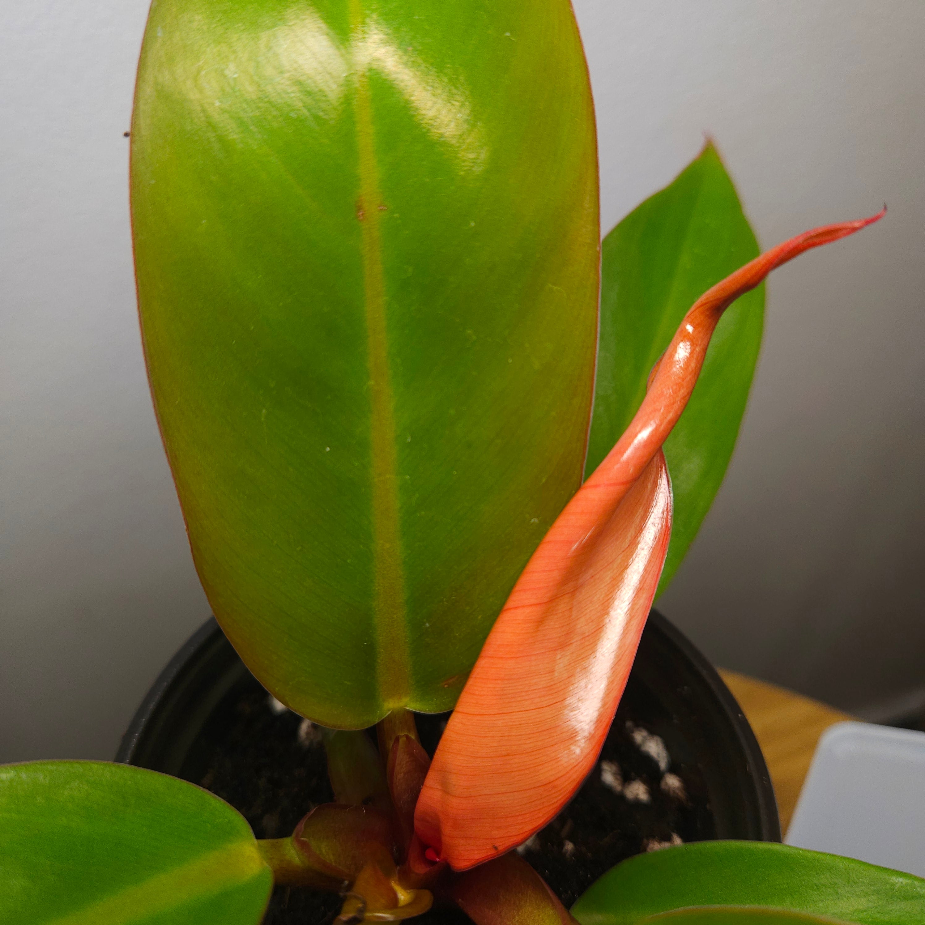 Prince of Orange Erubescens Philodendron