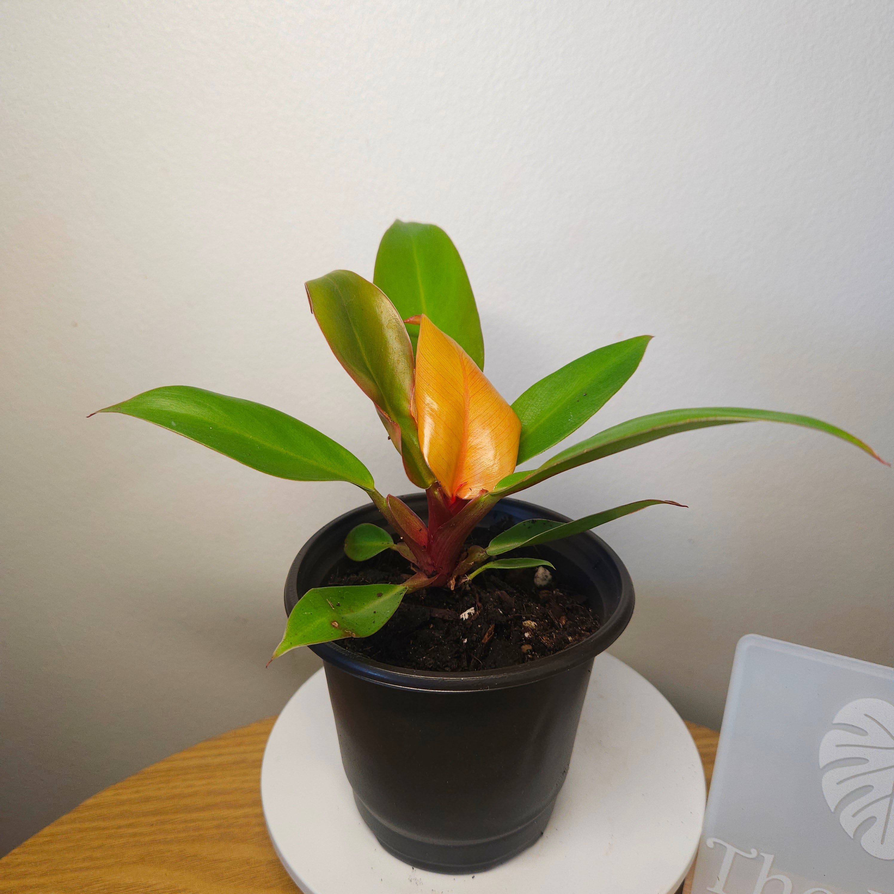 Prince of Orange Erubescens Philodendron