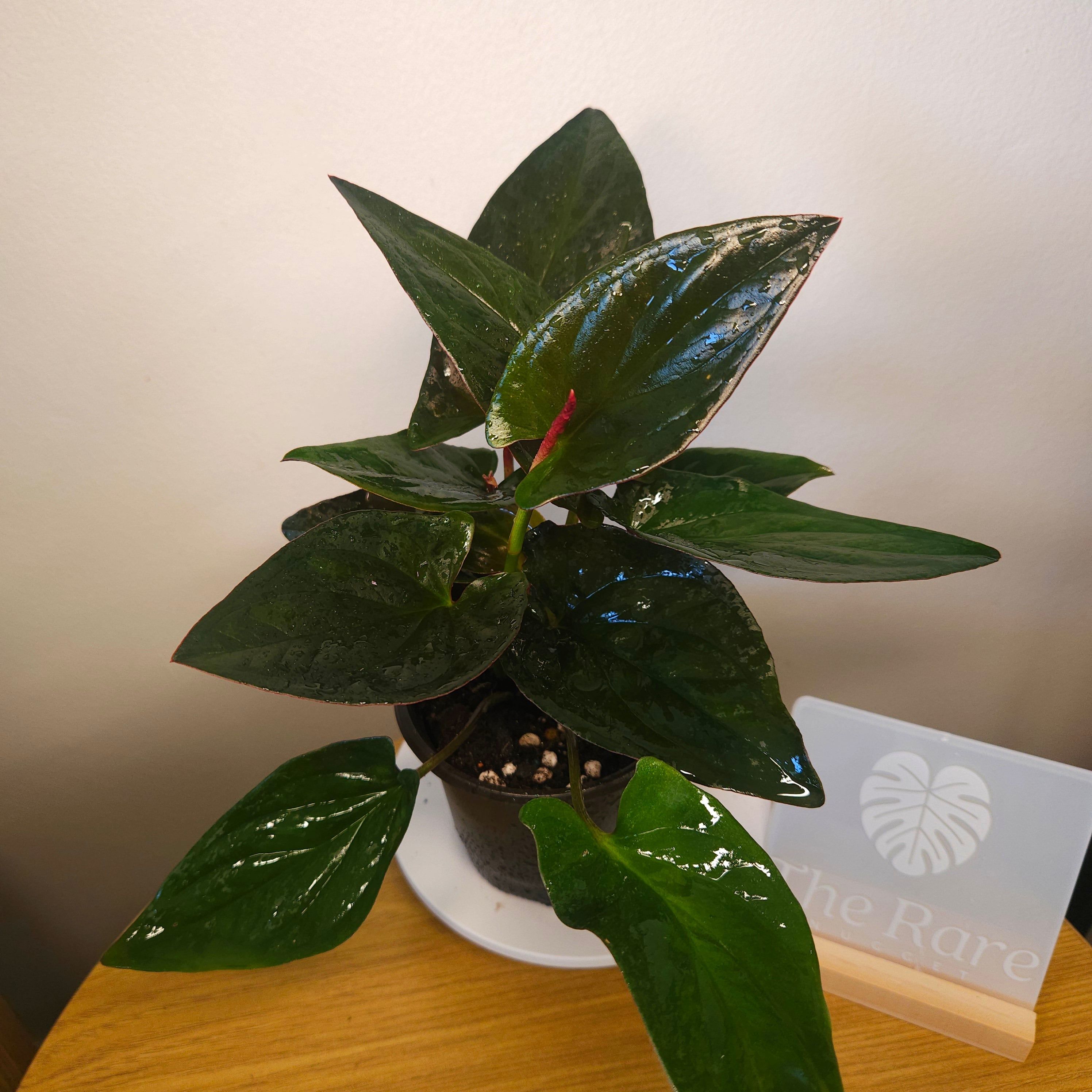 Syngonium erythrophyllum 'Red Arrow'