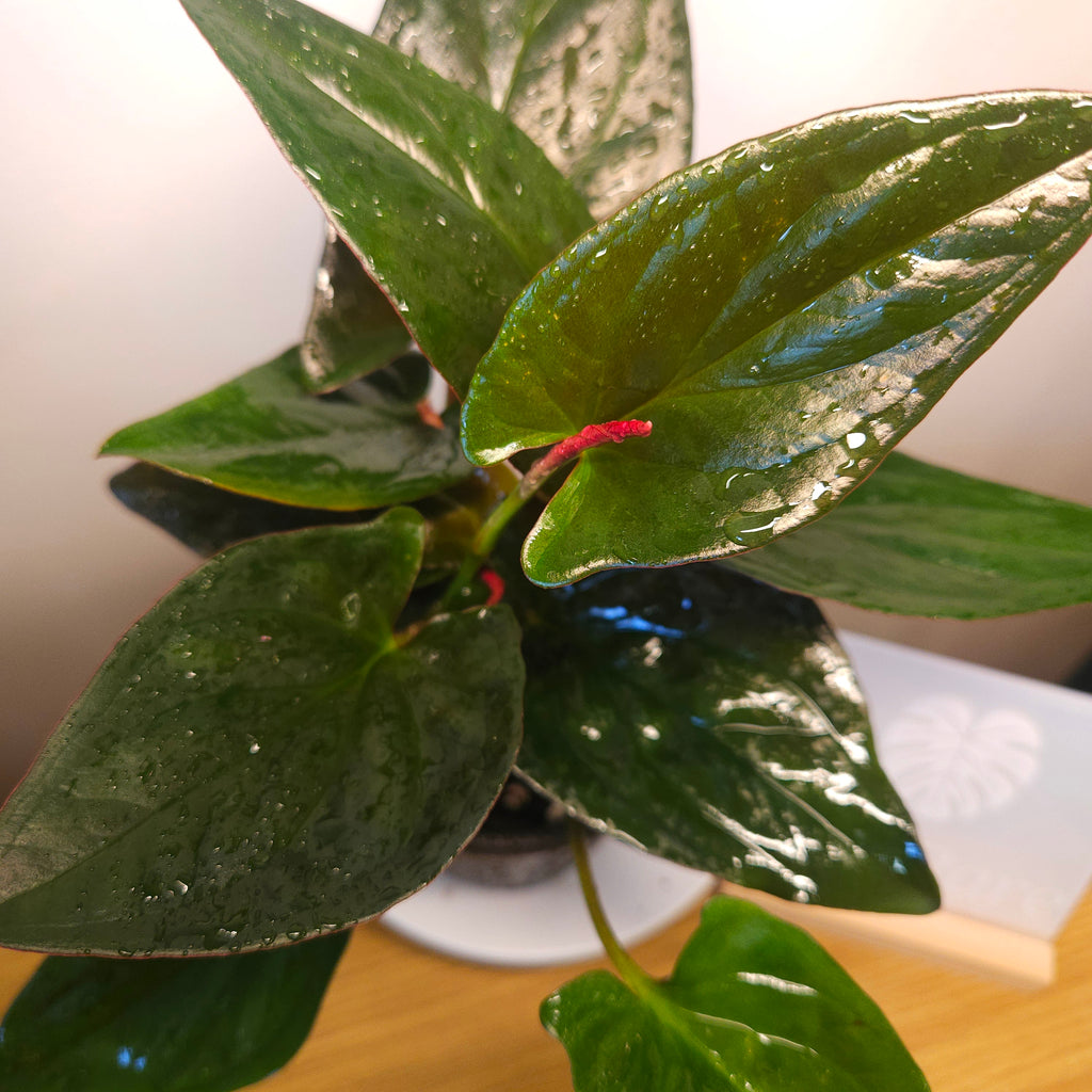 Syngonium erythrophyllum 'Red Arrow'