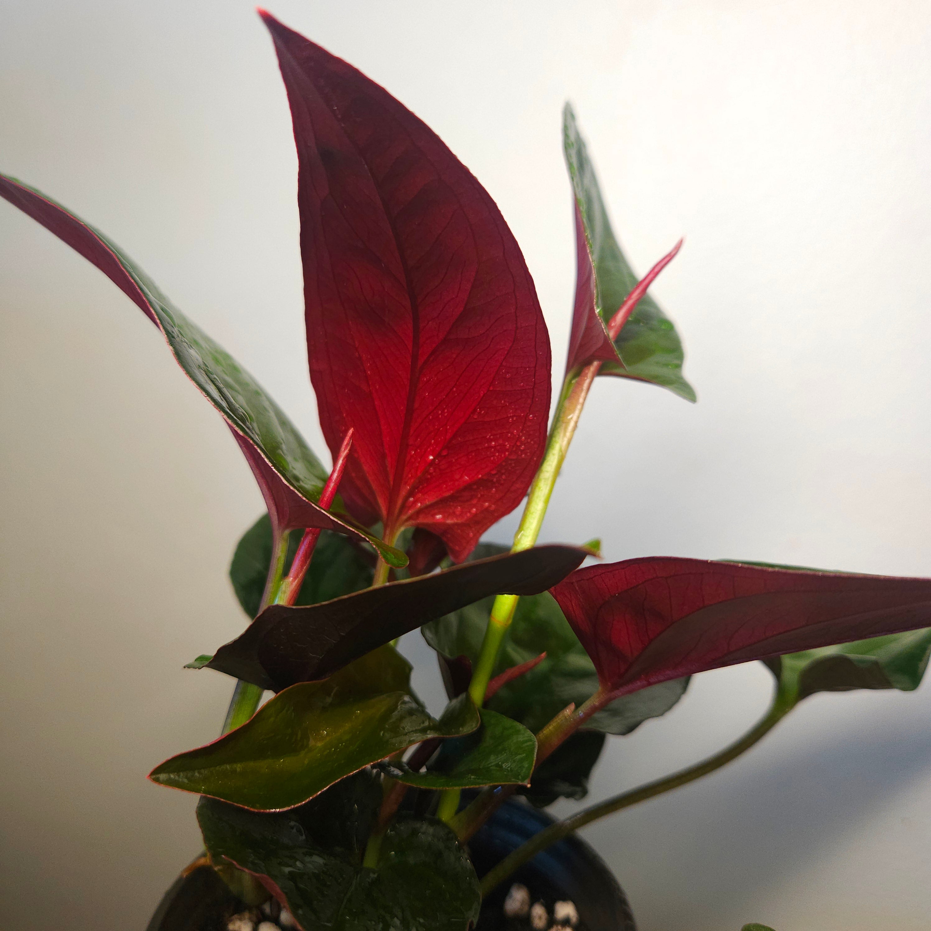 Syngonium erythrophyllum 'Red Arrow'