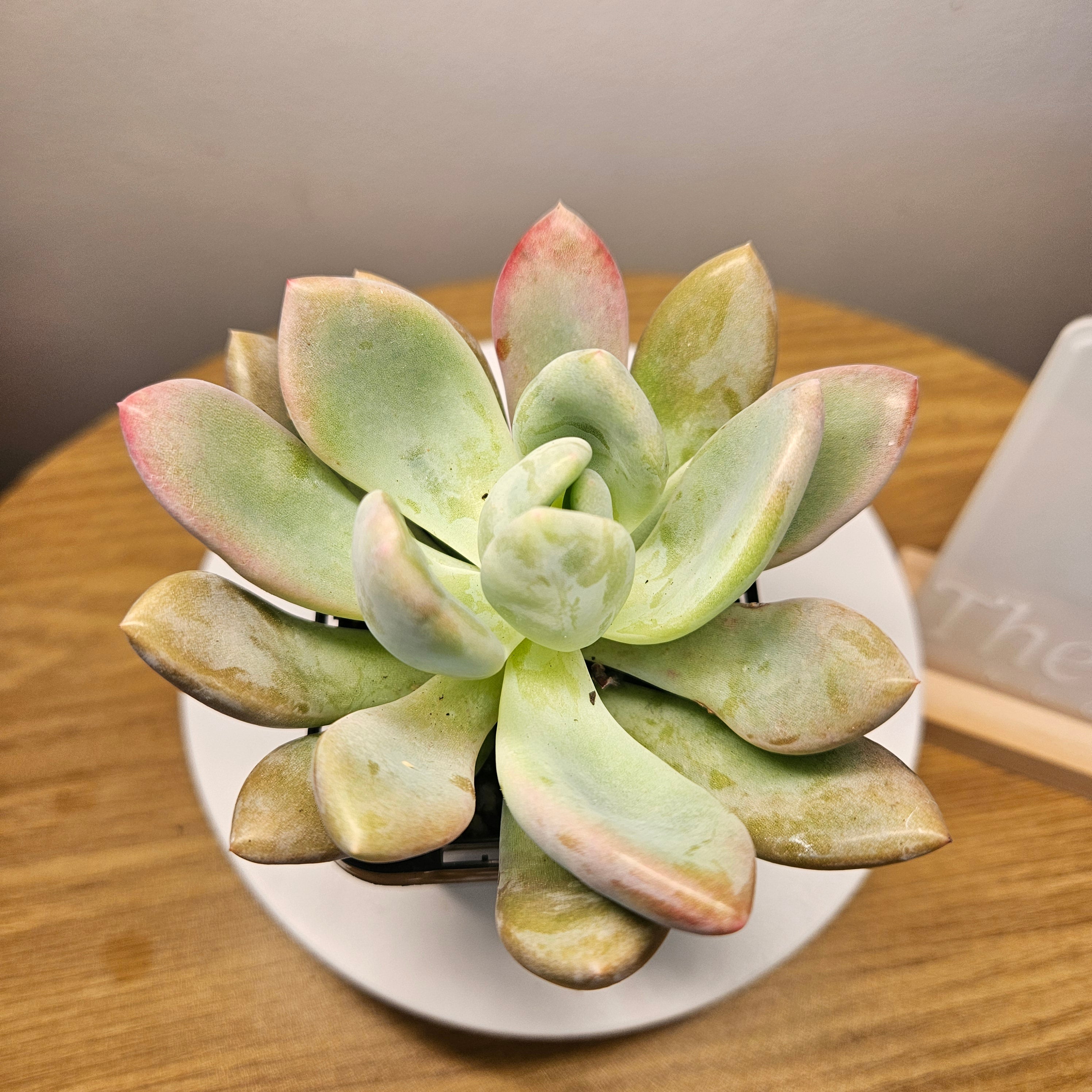 Graptoveria Opalina