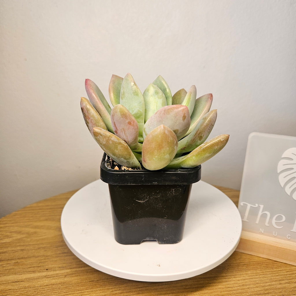 Graptoveria Opalina