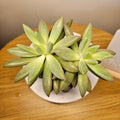 Pachyveria Dragonfly