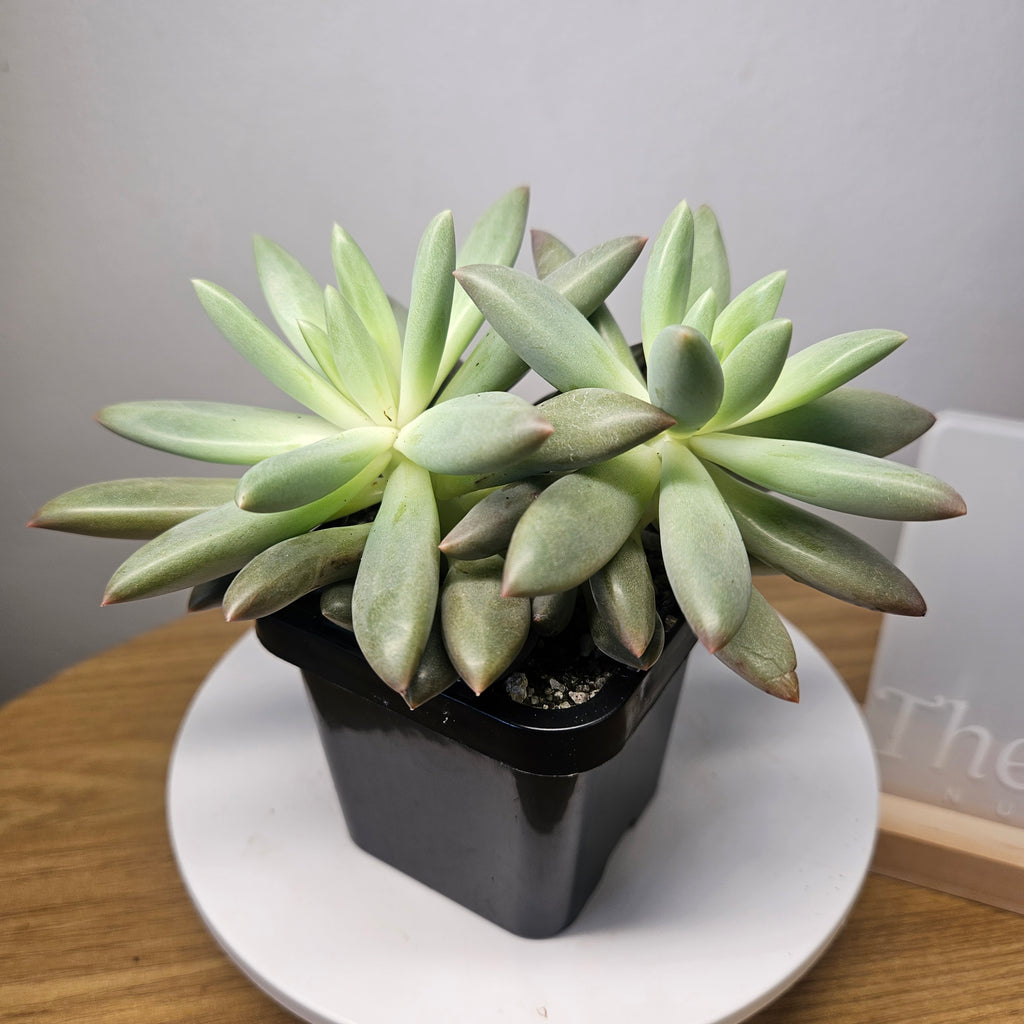 Pachyveria Dragonfly