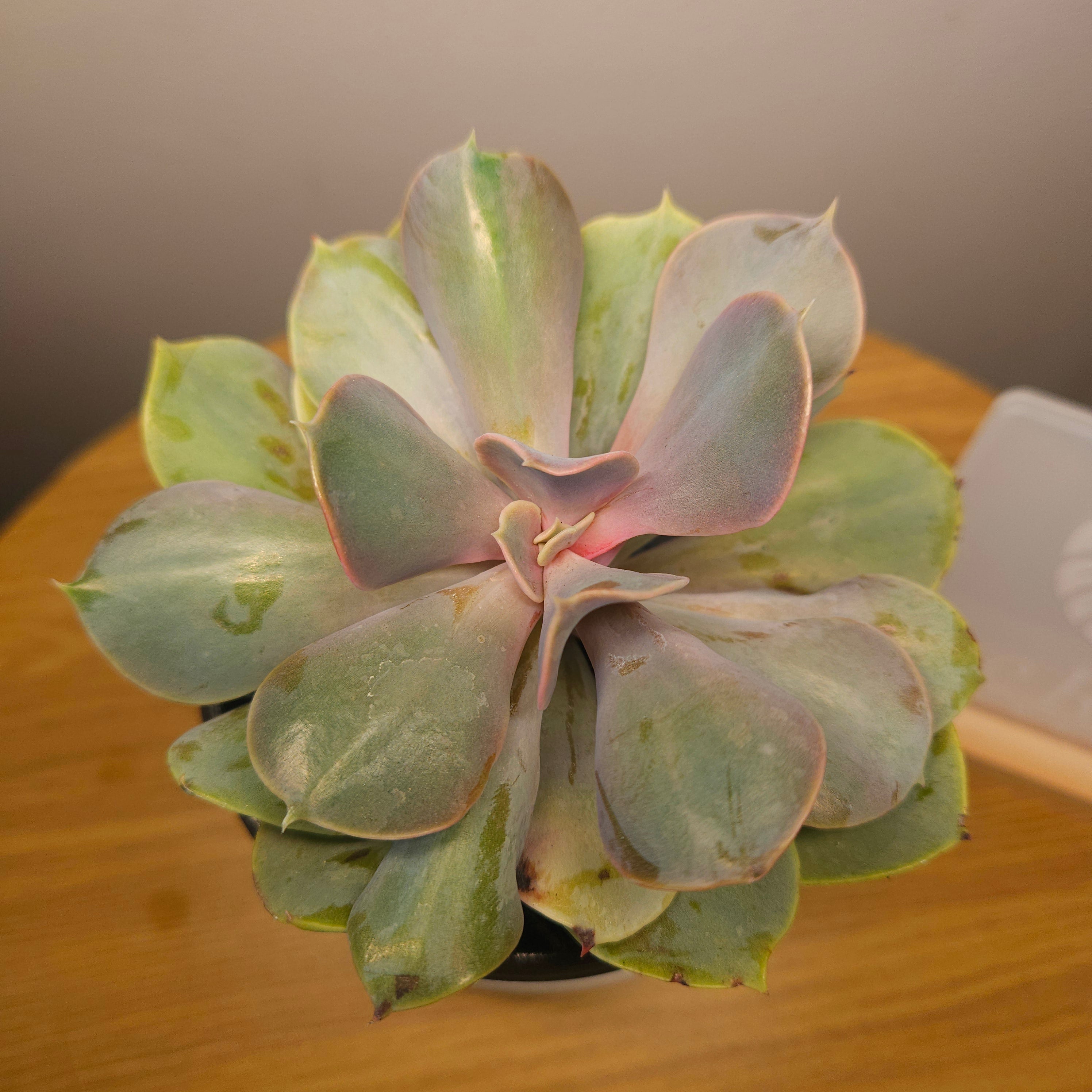 Echeveria ‘Valkyrie Trumpet’ – Rare Trumpet Succulent | Unusual Collector Plant