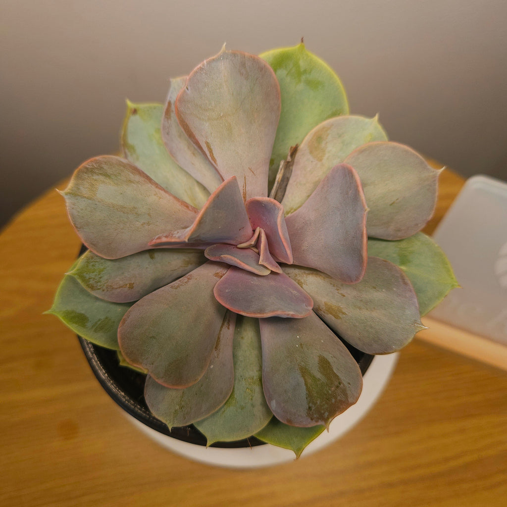 Echeveria ‘Valkyrie Trumpet’ – Rare Trumpet Succulent | Unusual Collector Plant