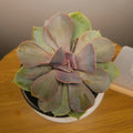 Echeveria ‘Valkyrie Trumpet’ – Rare Trumpet Succulent | Unusual Collector Plant