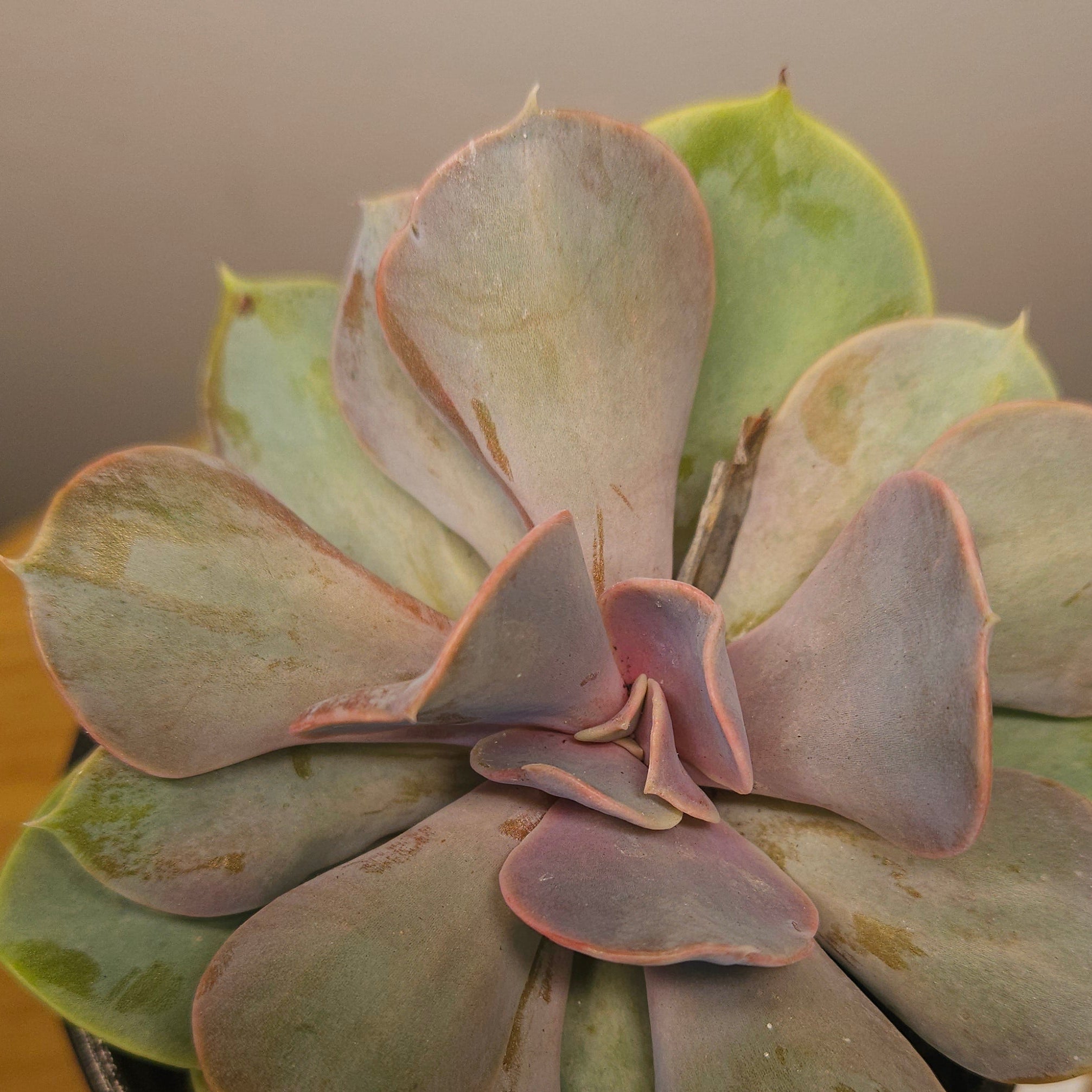Succulent Nugget Box