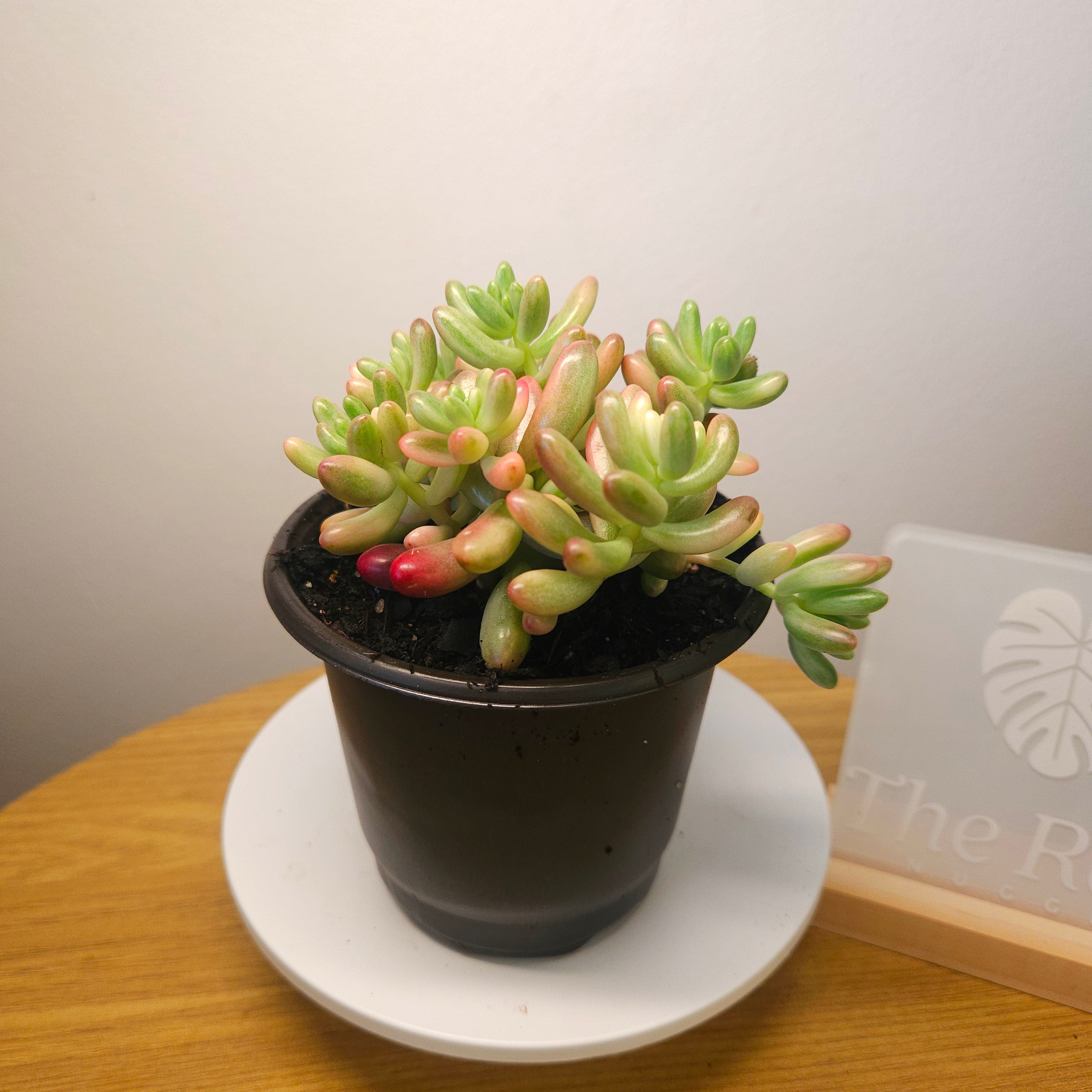 Jelly Bean Pink
