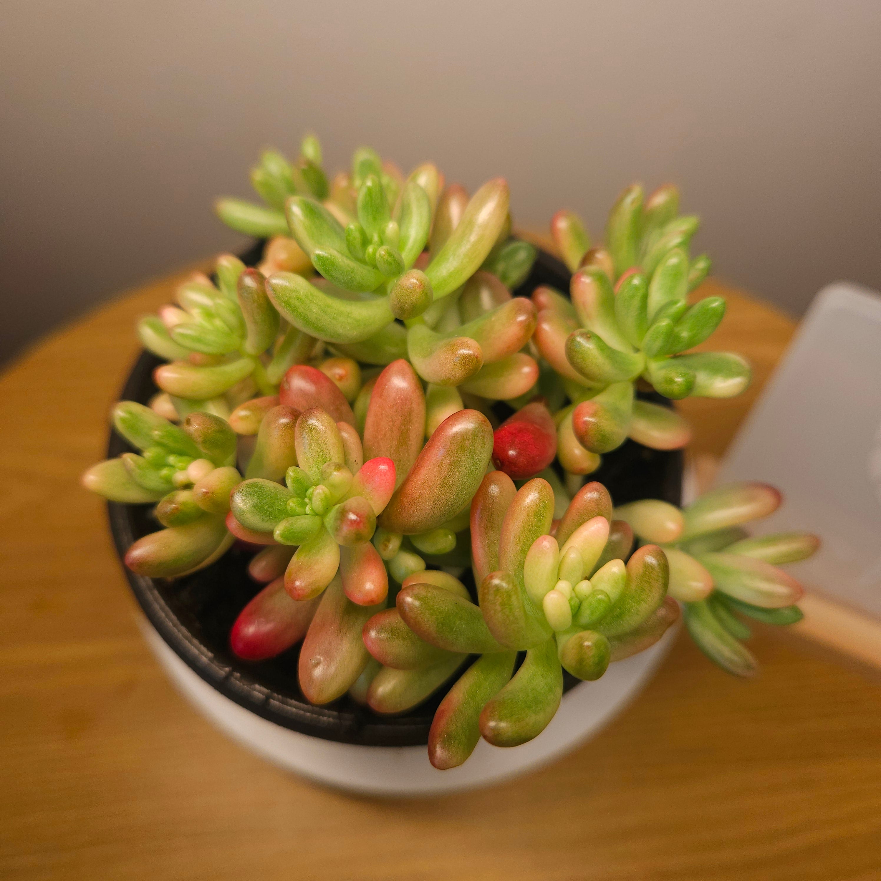 Jelly Bean Pink