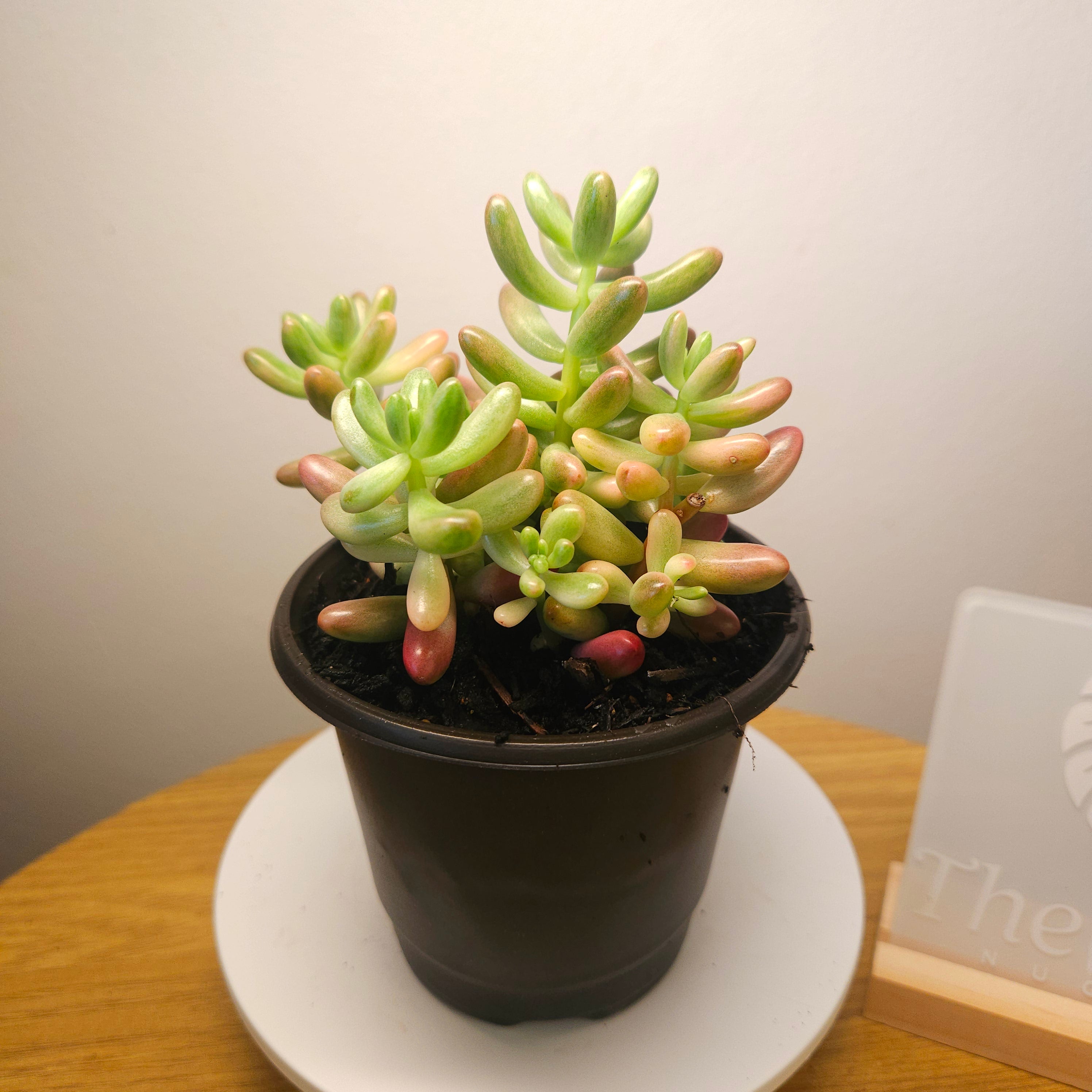 Jelly Bean Pink